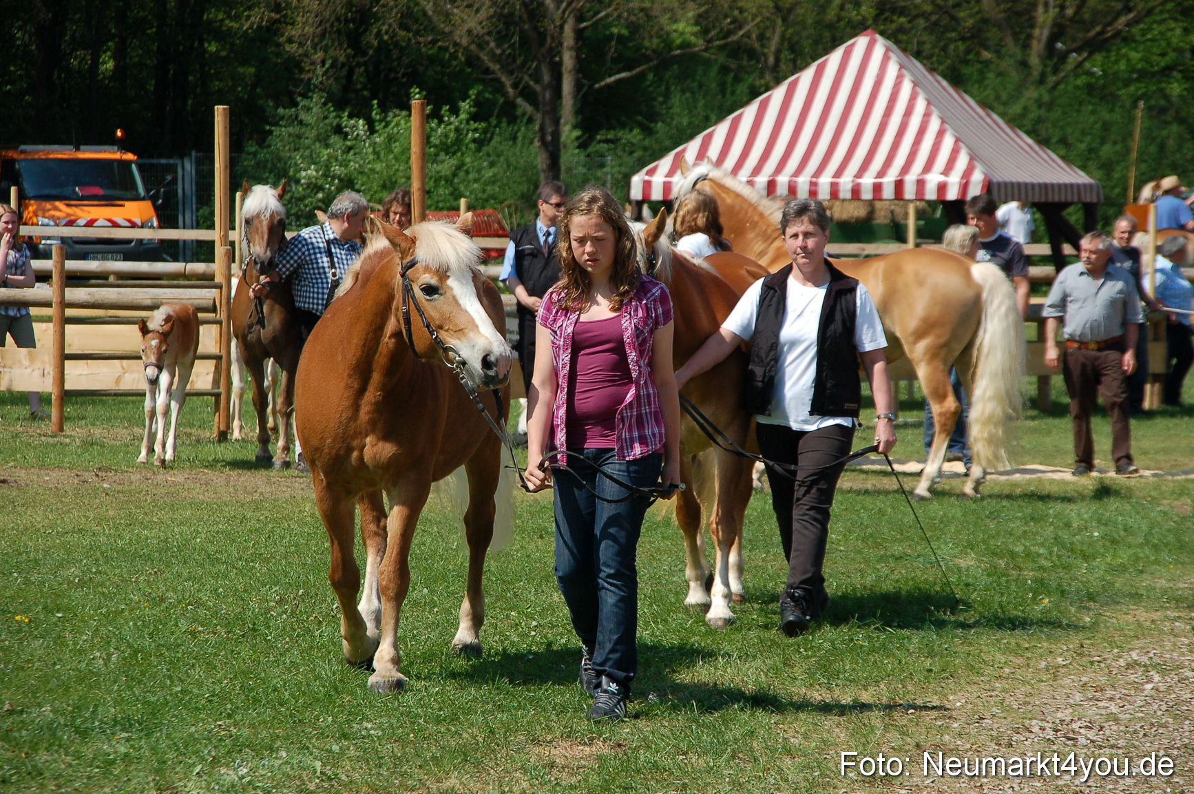 Nordbayerisches Haflingertreffen Neumarkt 010512 0062