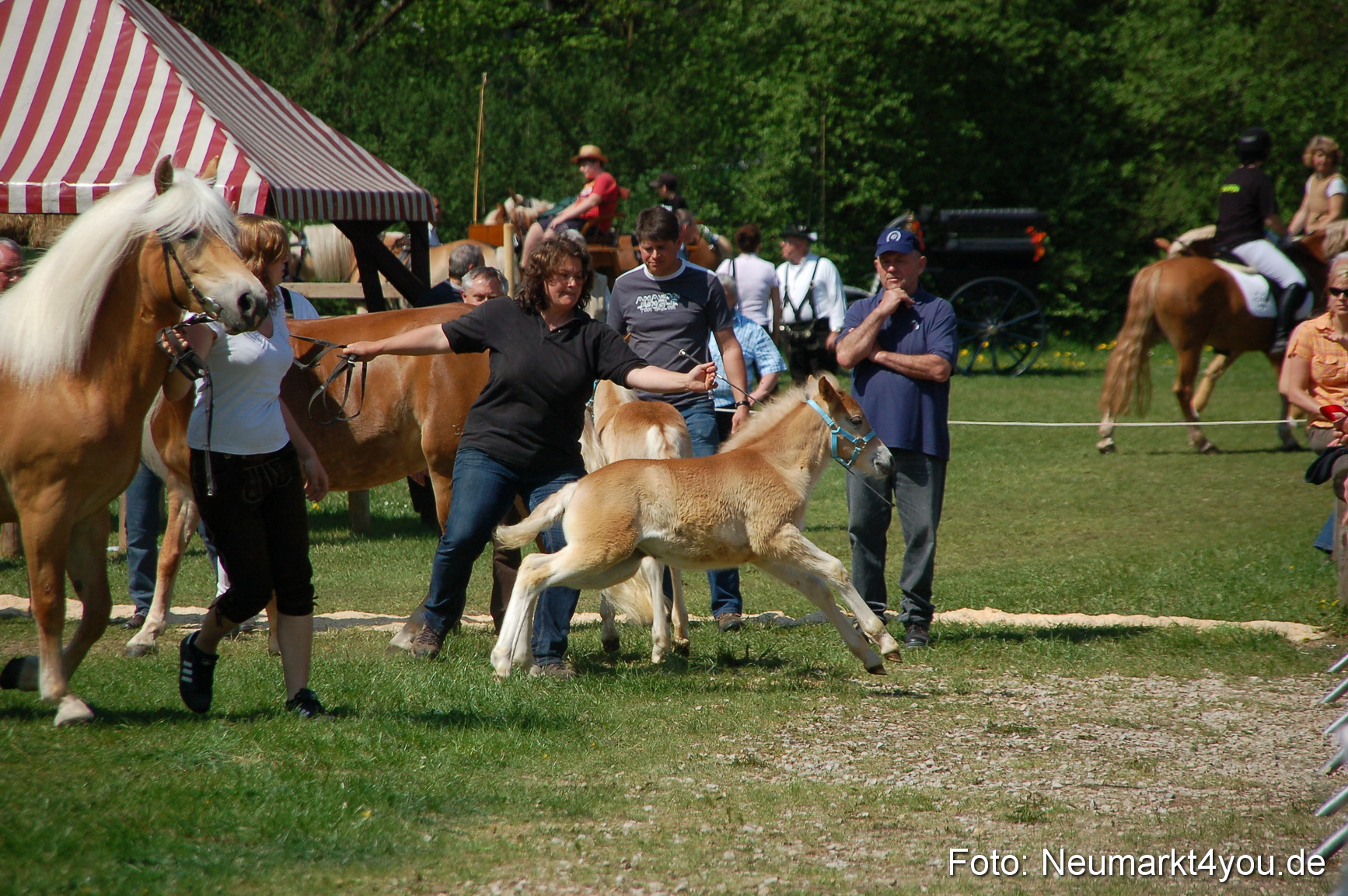 Nordbayerisches Haflingertreffen Neumarkt 010512 0063