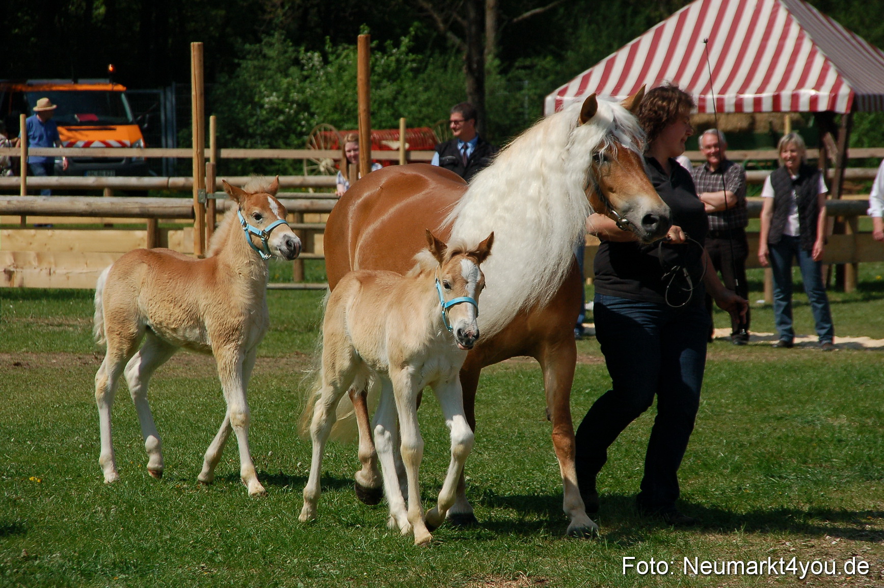 Nordbayerisches Haflingertreffen Neumarkt 010512 0064