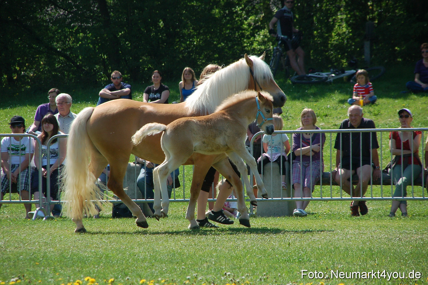 Nordbayerisches Haflingertreffen Neumarkt 010512 0065