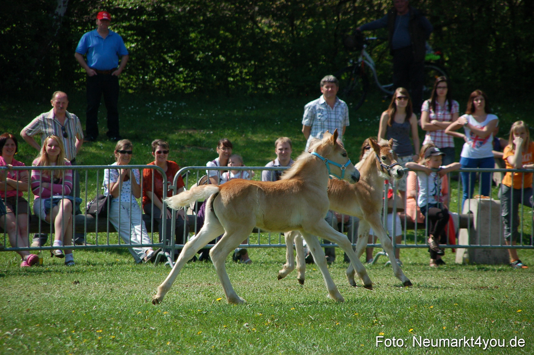 Nordbayerisches Haflingertreffen Neumarkt 010512 0066