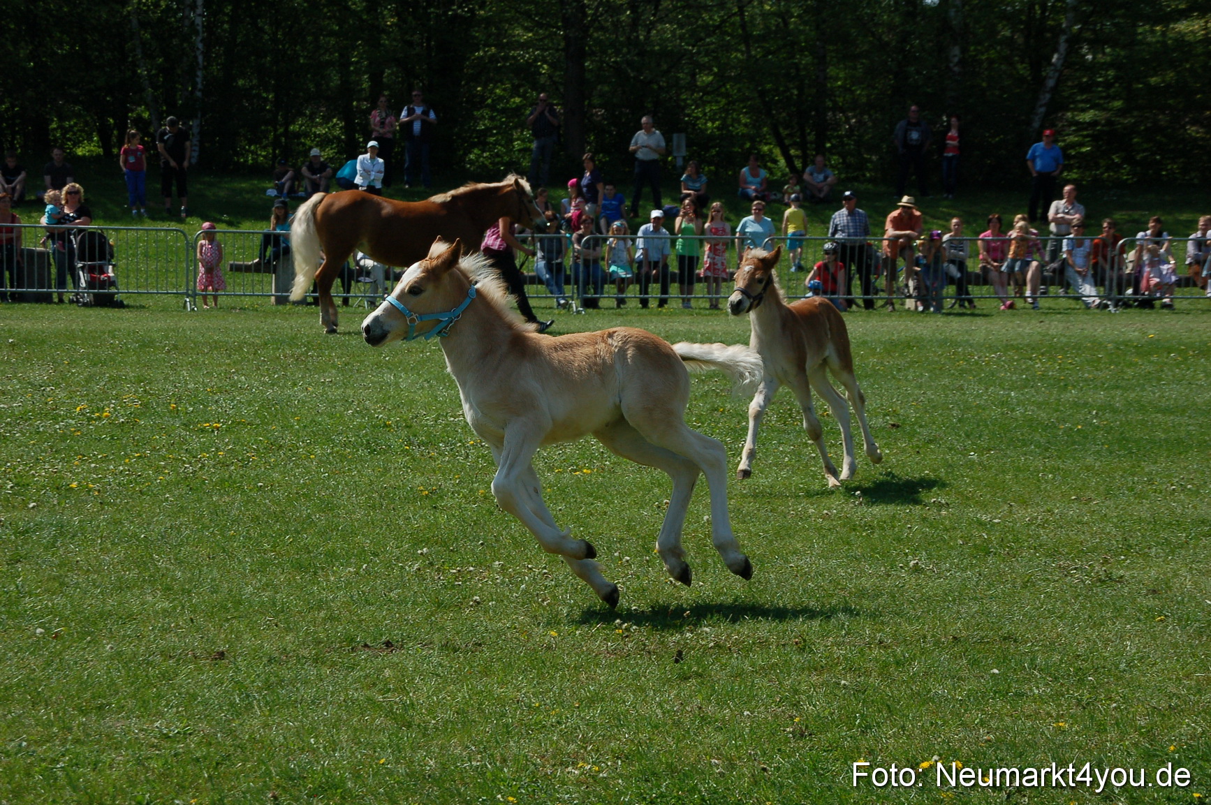 Nordbayerisches Haflingertreffen Neumarkt 010512 0067