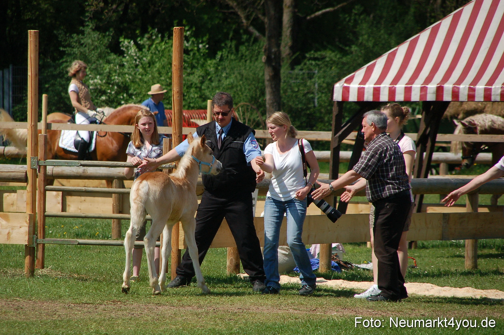 Nordbayerisches Haflingertreffen Neumarkt 010512 0068