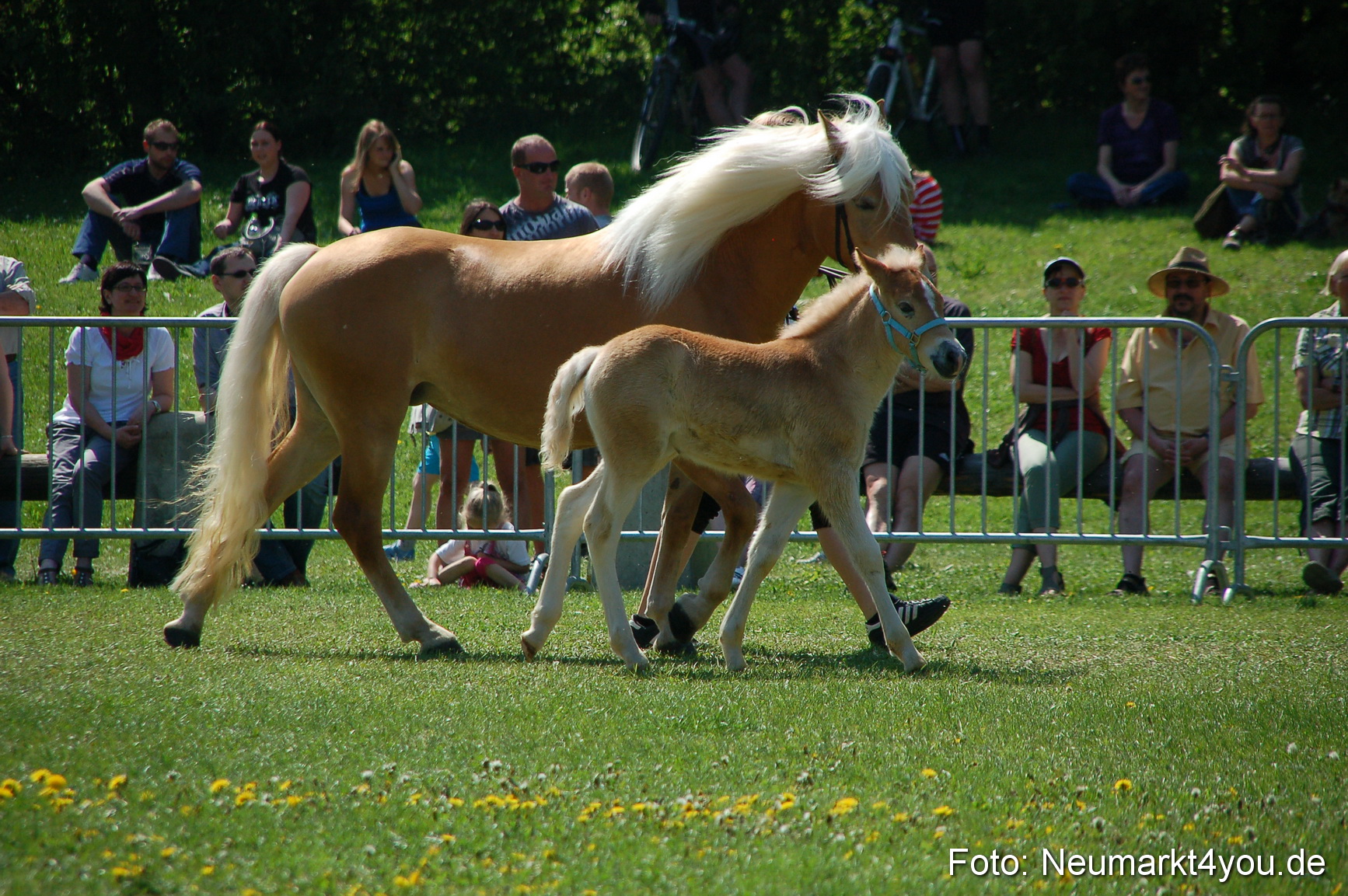 Nordbayerisches Haflingertreffen Neumarkt 010512 0069