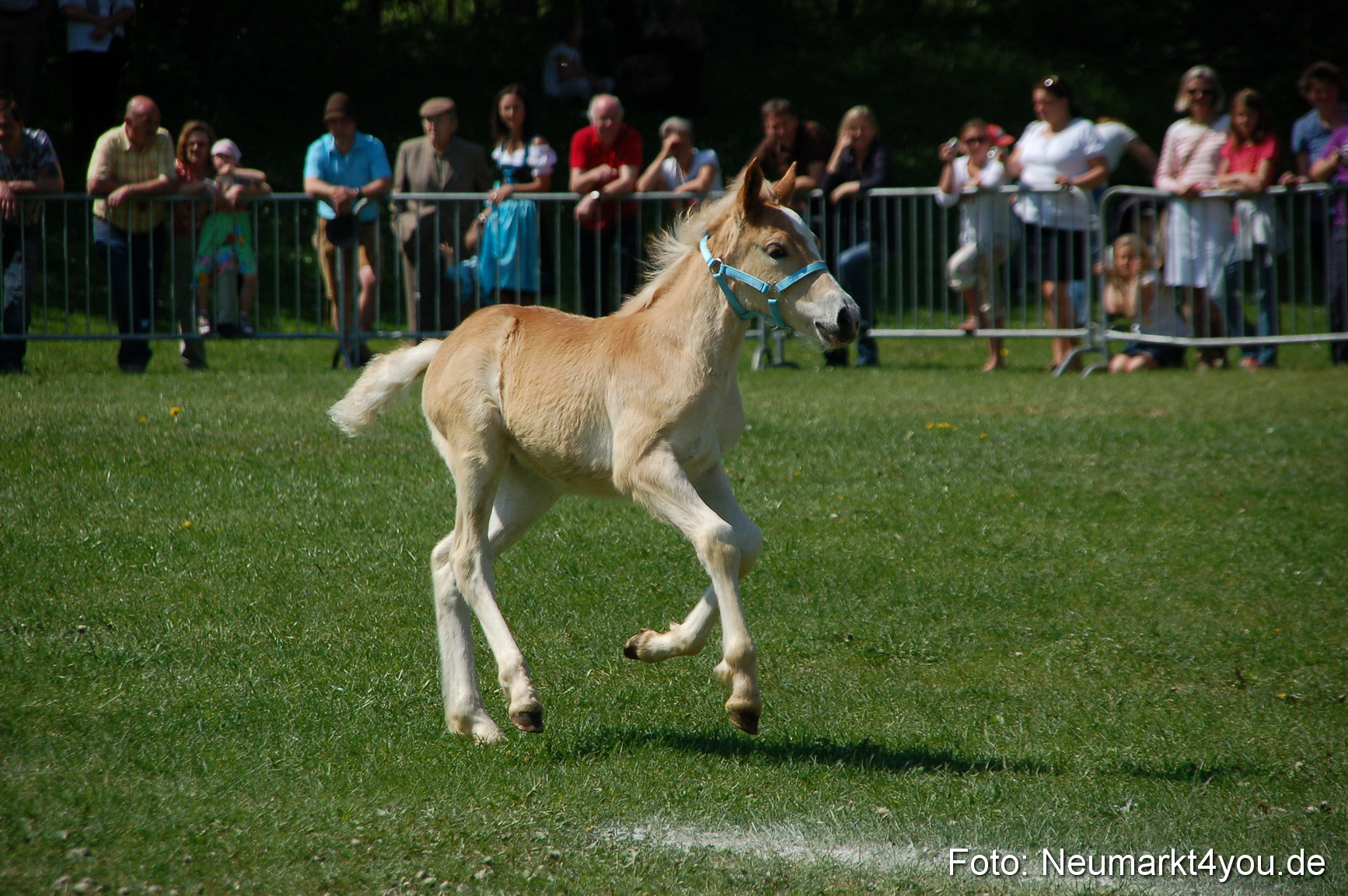 Nordbayerisches Haflingertreffen Neumarkt 010512 0070
