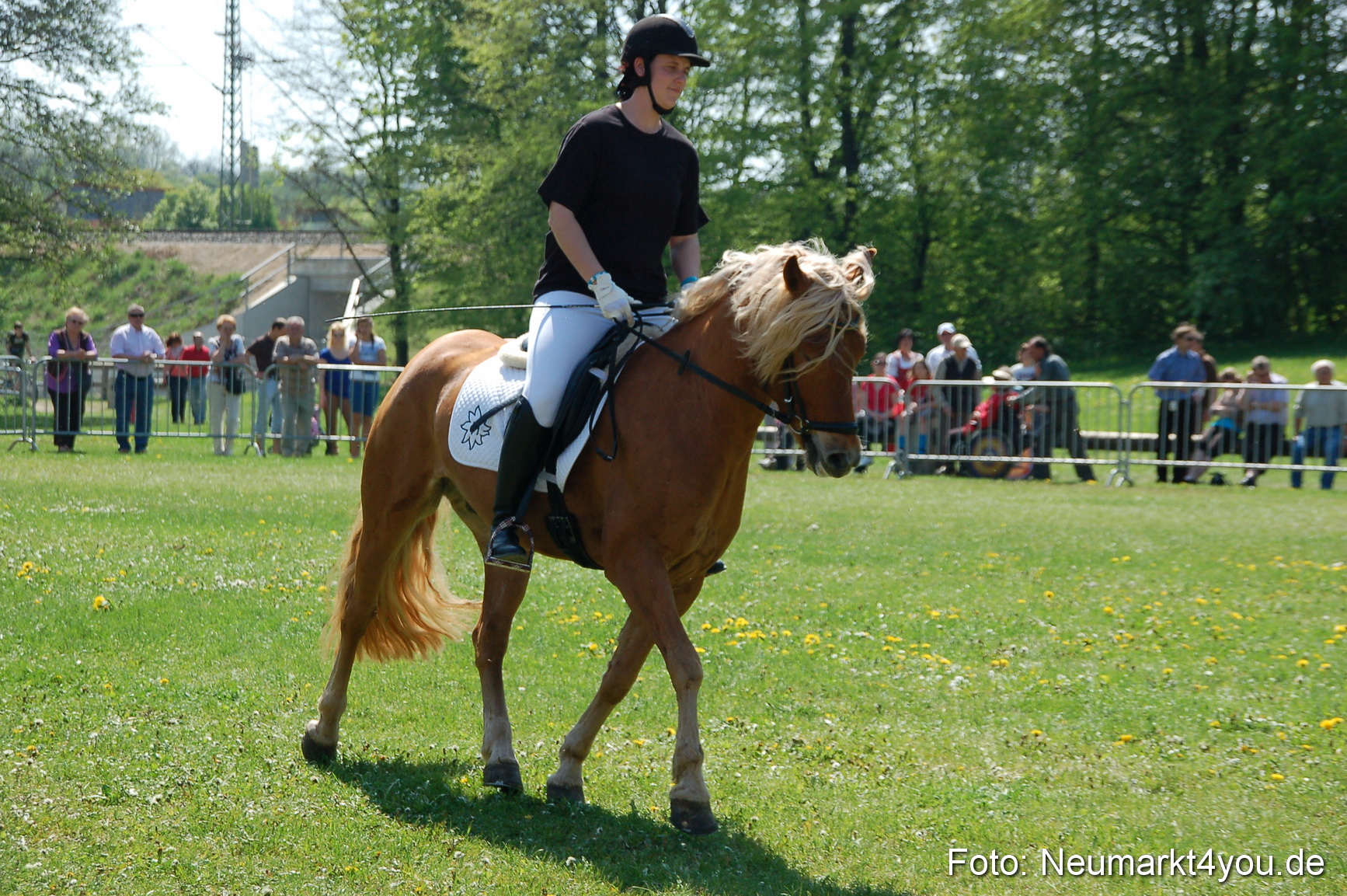 Nordbayerisches Haflingertreffen Neumarkt 010512 0072