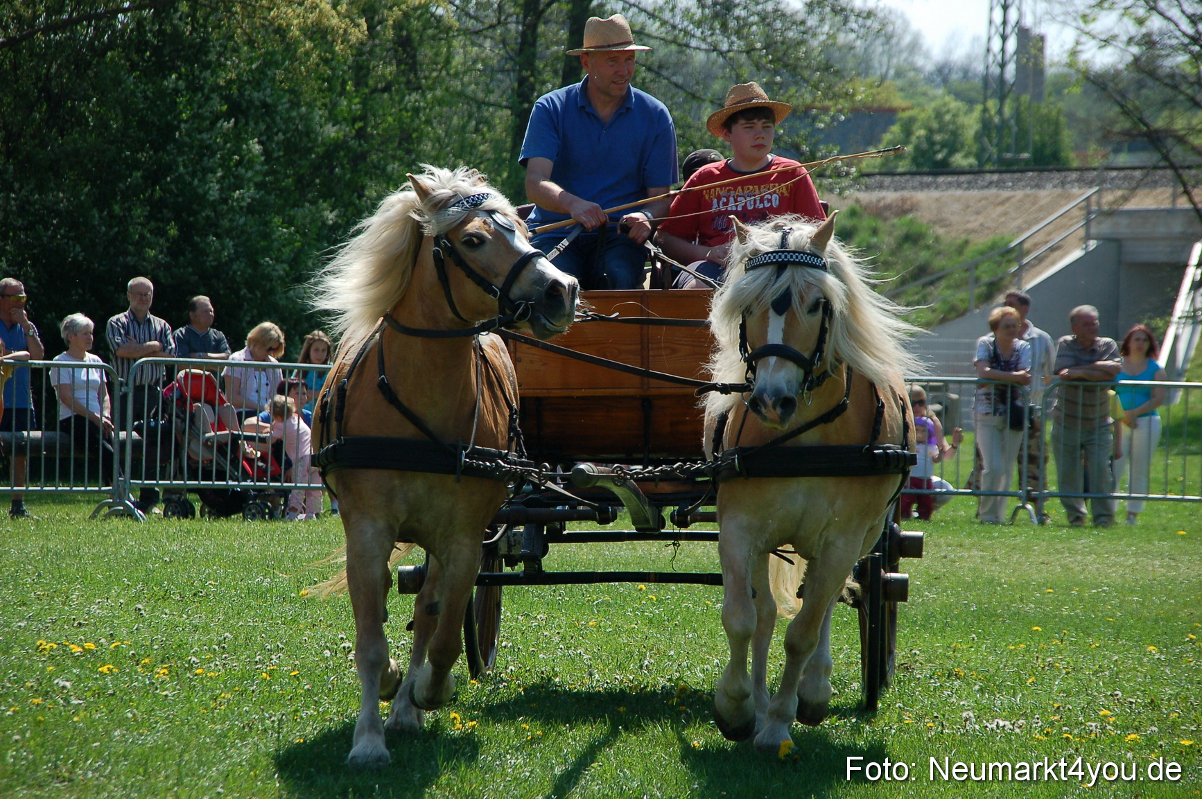 Nordbayerisches Haflingertreffen Neumarkt 010512 0076