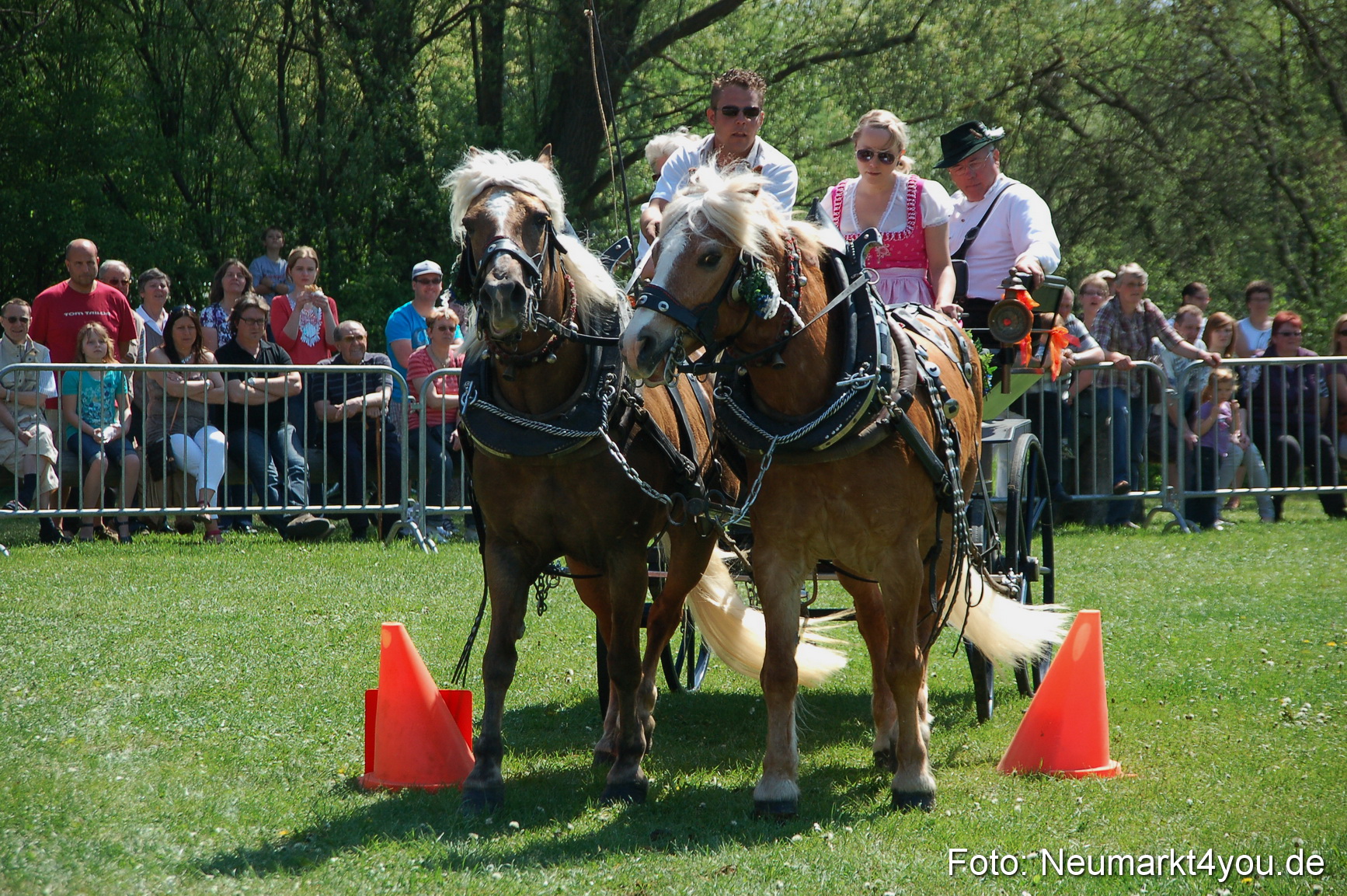 Nordbayerisches Haflingertreffen Neumarkt 010512 0078
