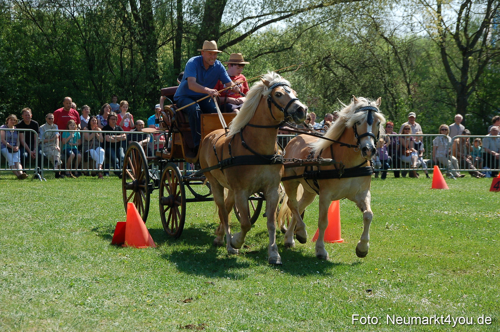 Nordbayerisches Haflingertreffen Neumarkt 010512 0079