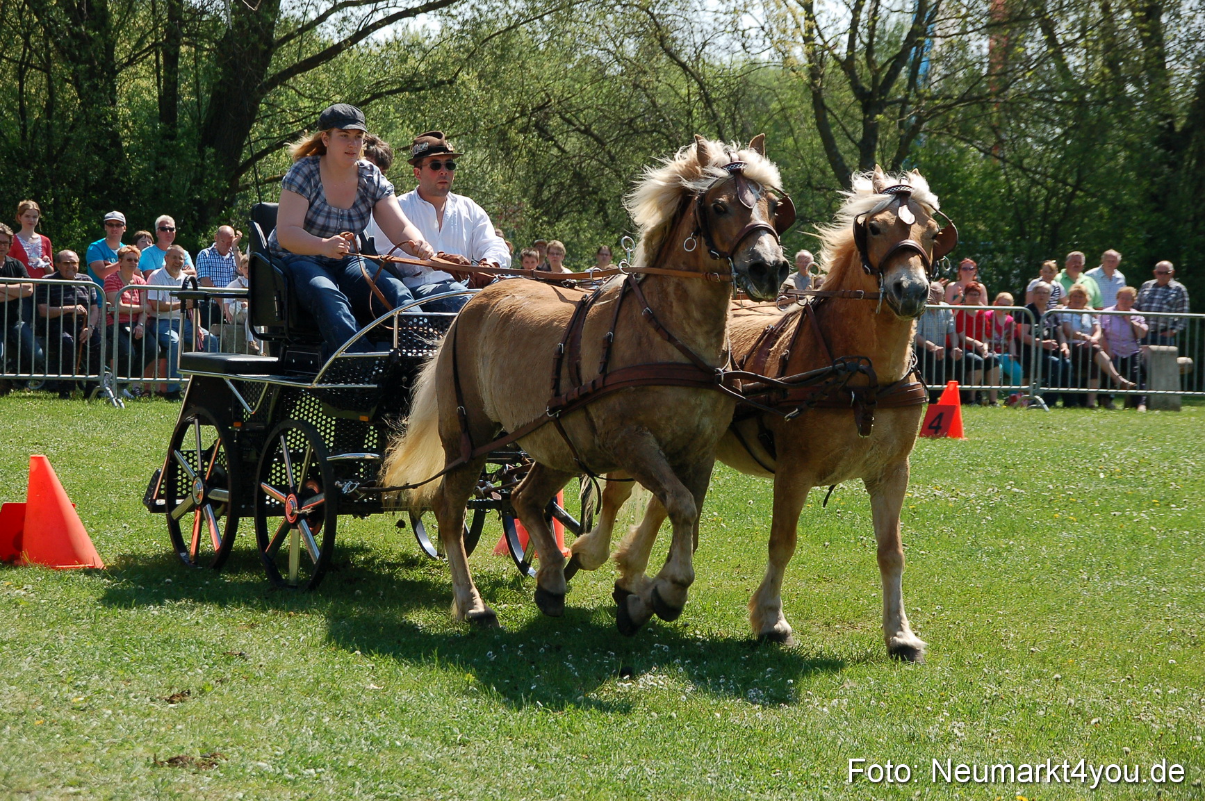 Nordbayerisches Haflingertreffen Neumarkt 010512 0082