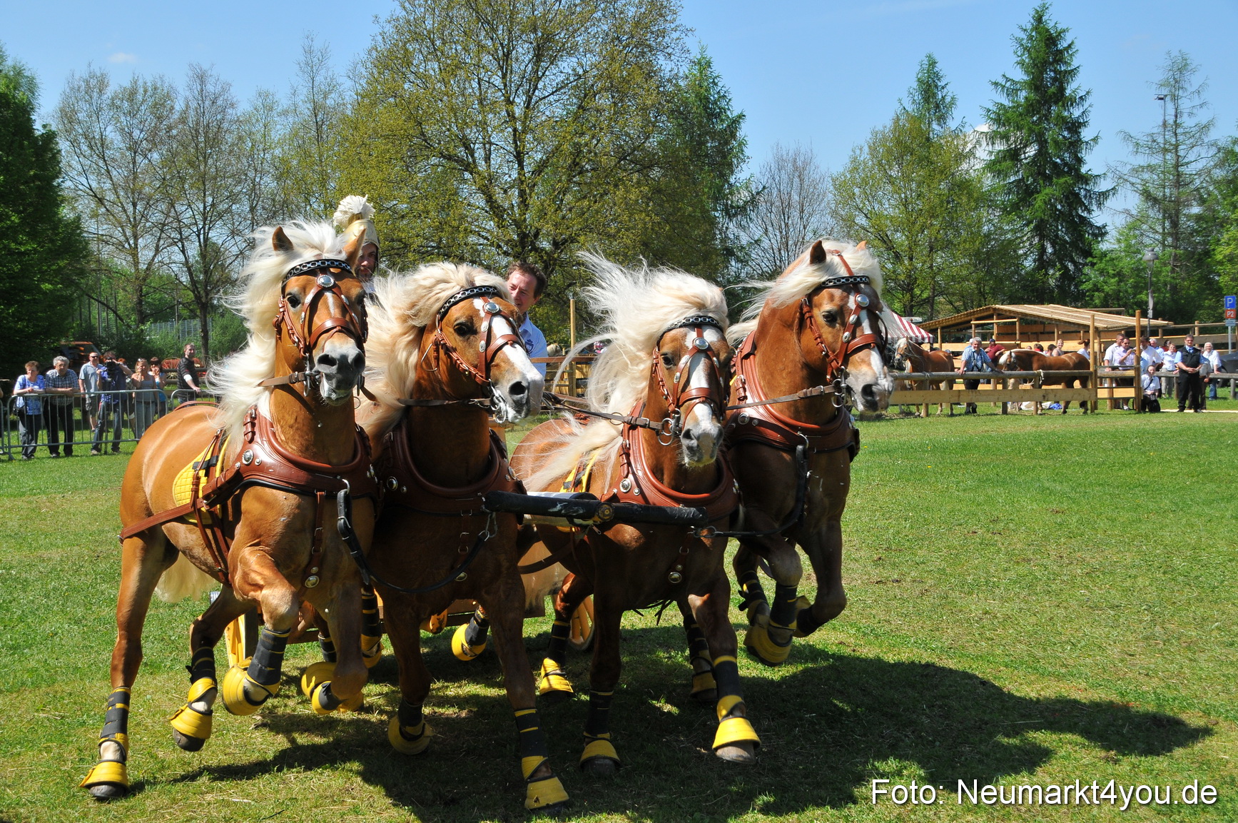 Nordbayerisches Haflingertreffen Neumarkt 010512 0095