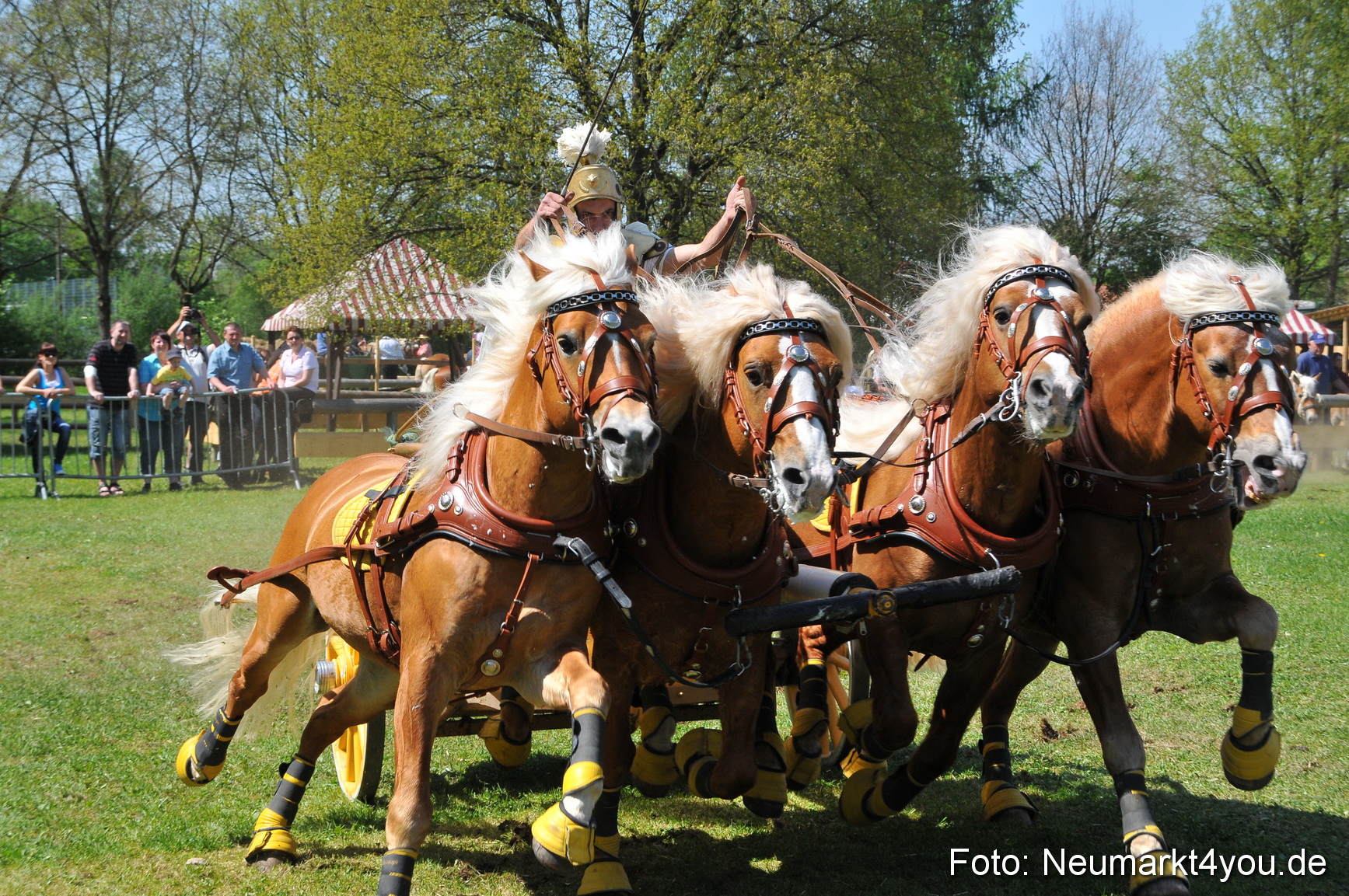 Nordbayerisches Haflingertreffen Neumarkt 010512 0098