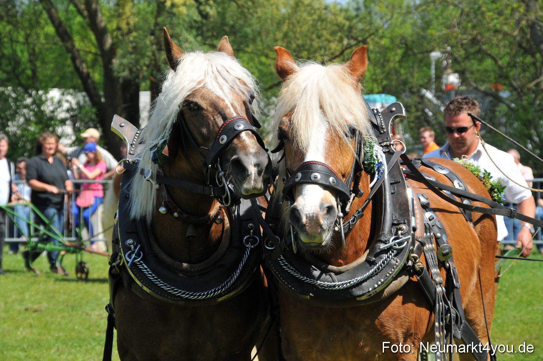 Nordbayerisches Haflingertreffen Neumarkt 010512 0102