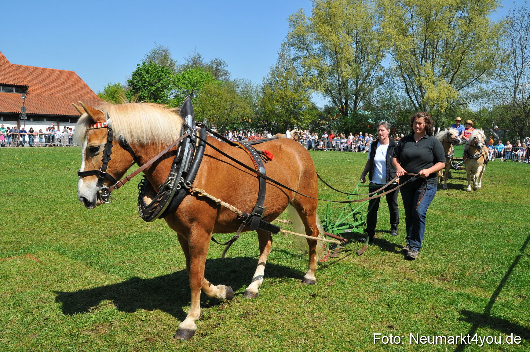 Nordbayerisches Haflingertreffen Neumarkt 010512 0103