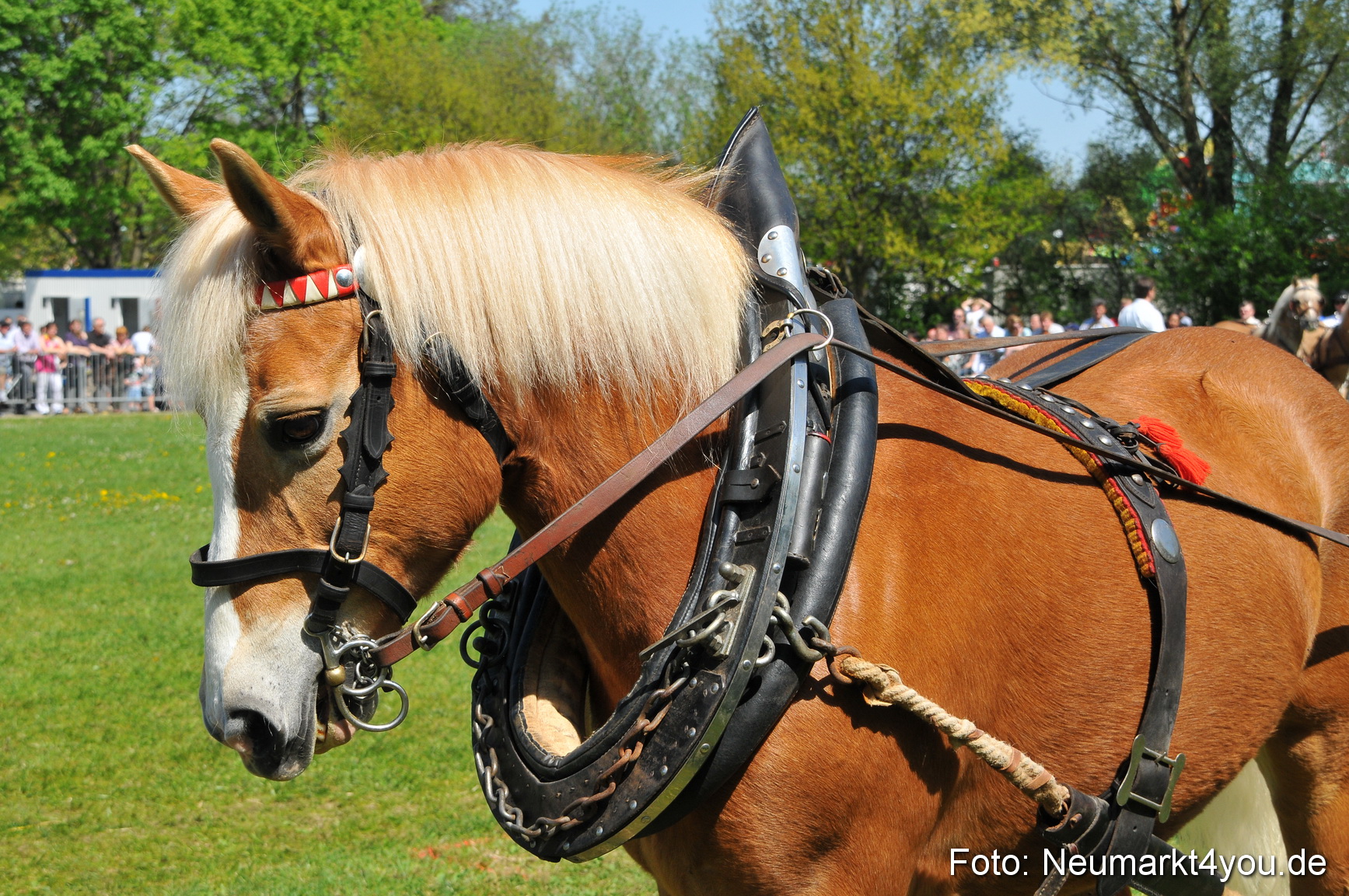 Nordbayerisches Haflingertreffen Neumarkt 010512 0104