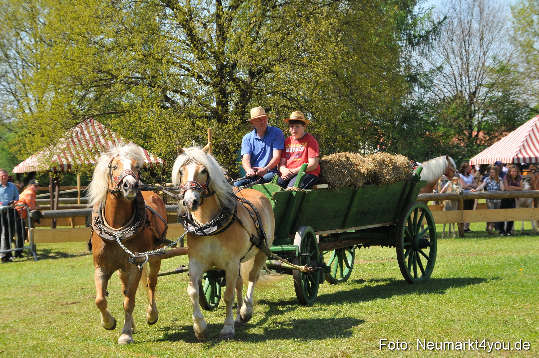 Nordbayerisches Haflingertreffen Neumarkt 010512 0107
