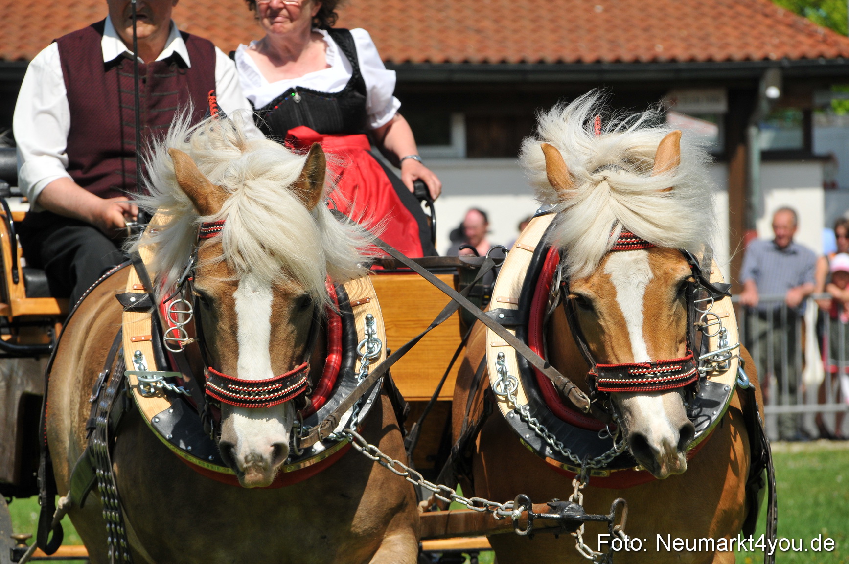 Nordbayerisches Haflingertreffen Neumarkt 010512 0127