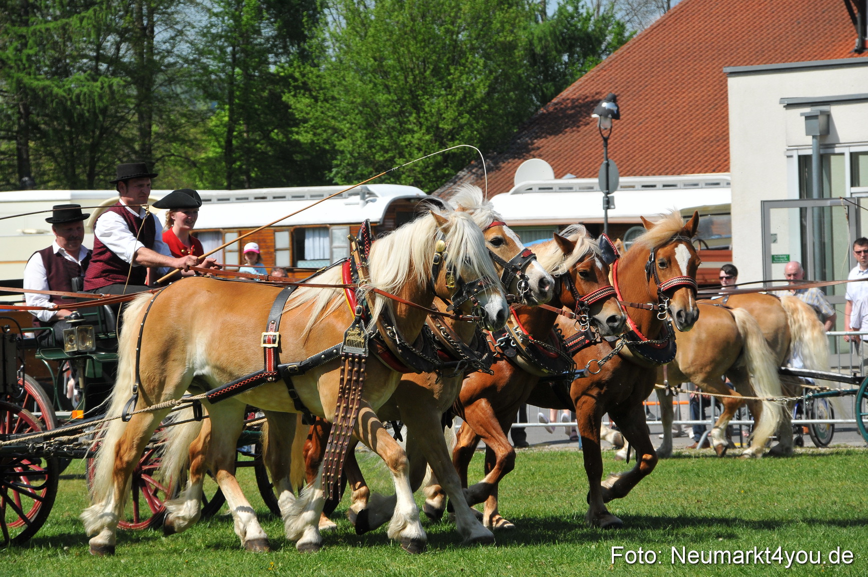 Nordbayerisches Haflingertreffen Neumarkt 010512 0134