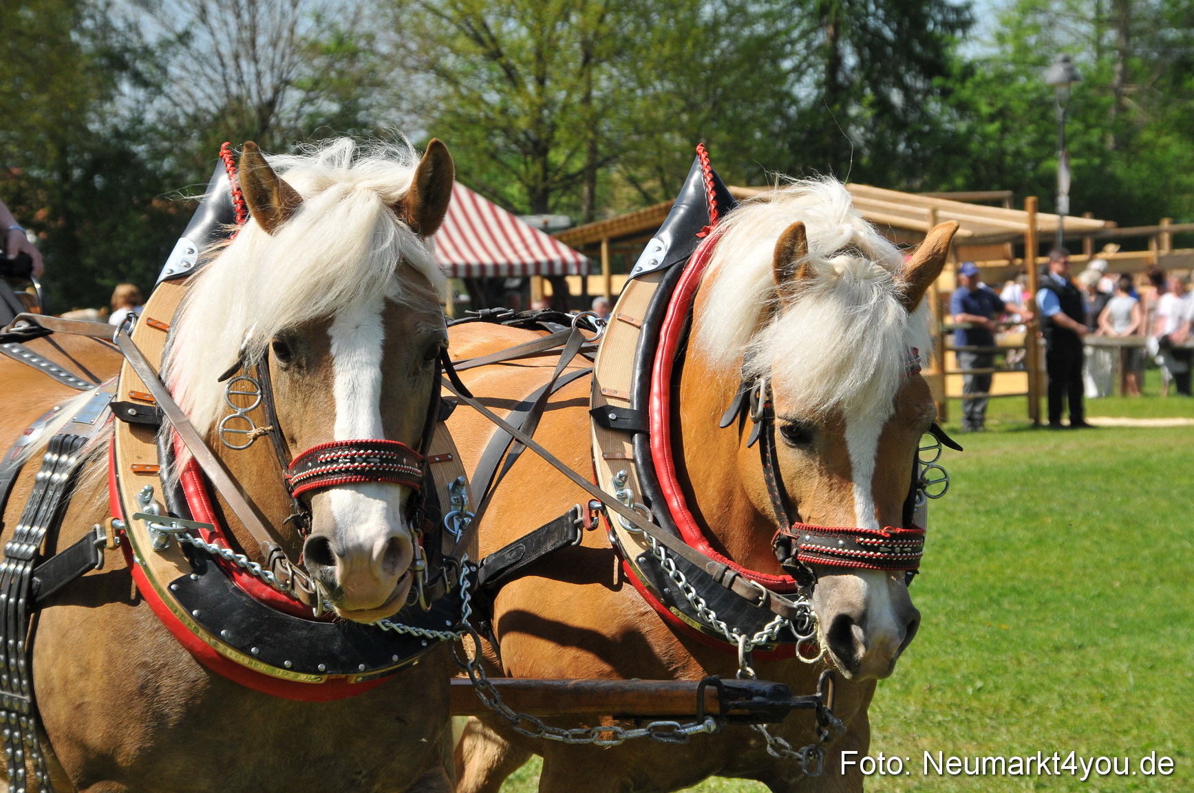 Nordbayerisches Haflingertreffen Neumarkt 010512 0137