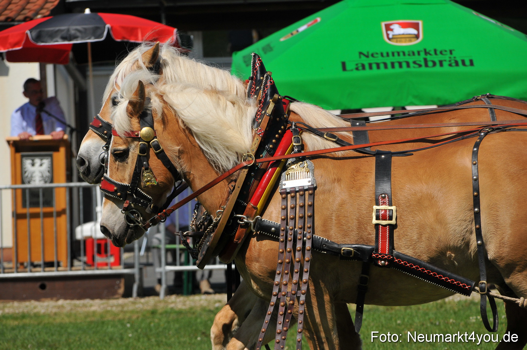 Nordbayerisches Haflingertreffen Neumarkt 010512 0139