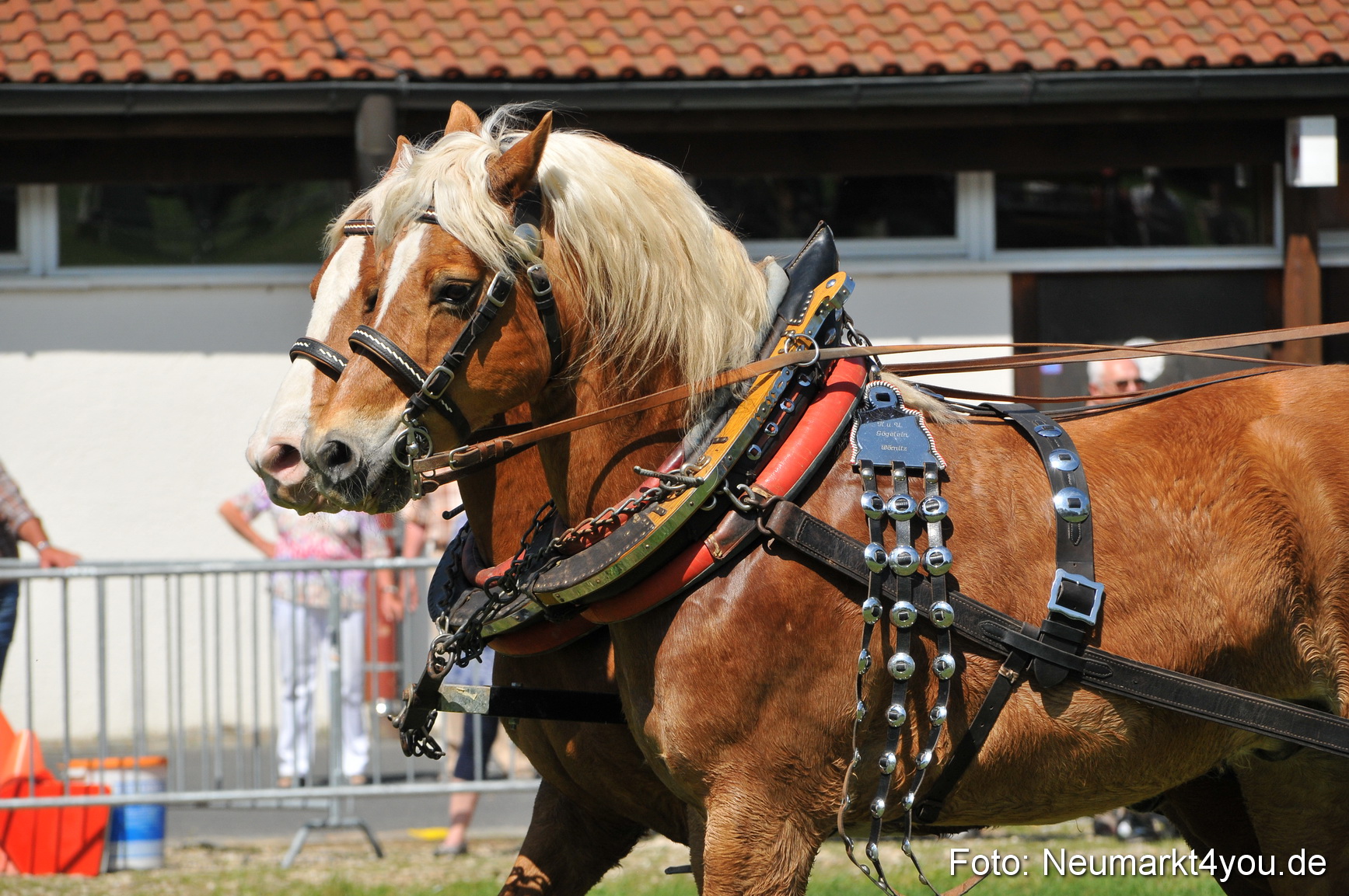 Nordbayerisches Haflingertreffen Neumarkt 010512 0140