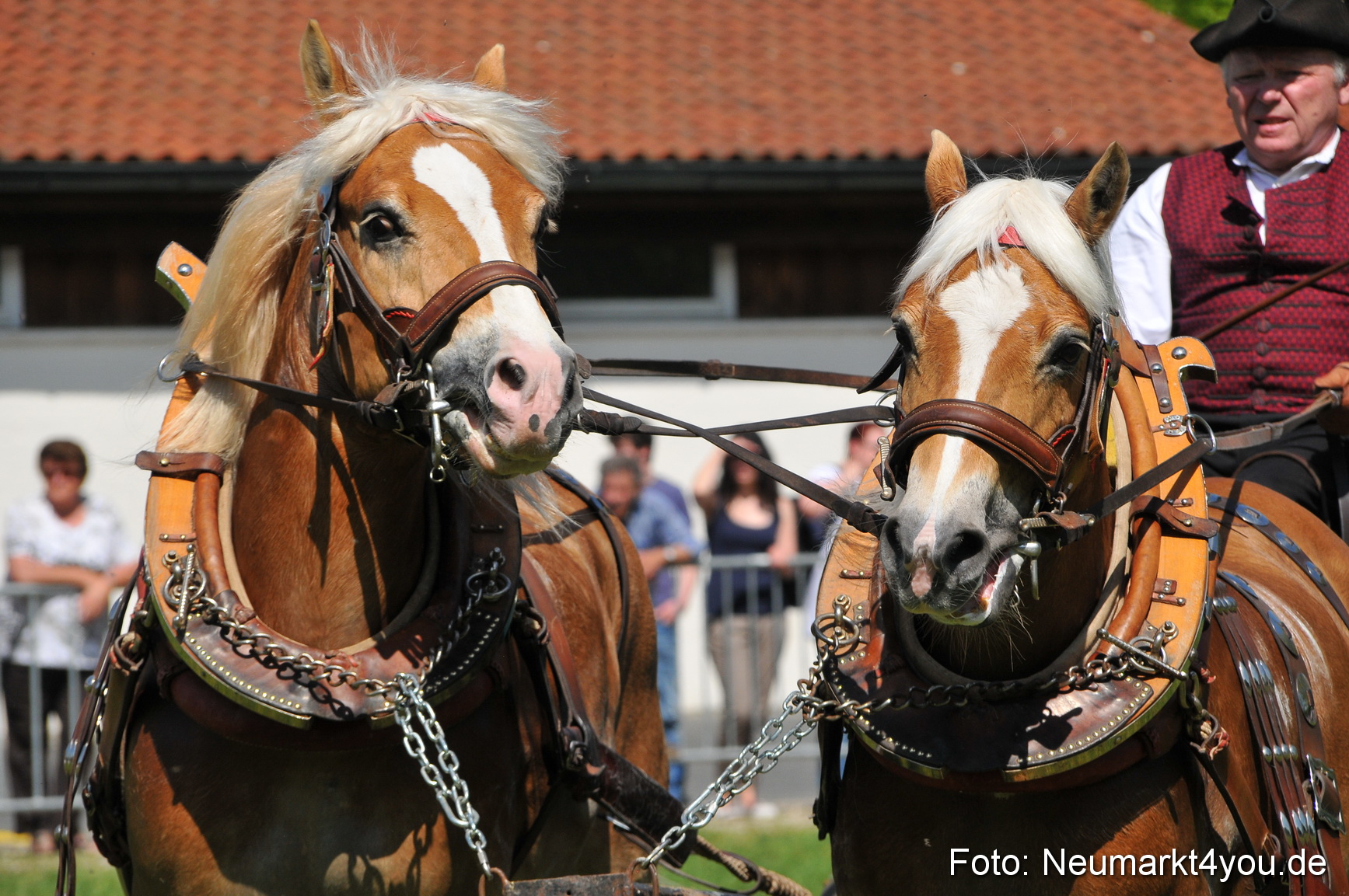 Nordbayerisches Haflingertreffen Neumarkt 010512 0141
