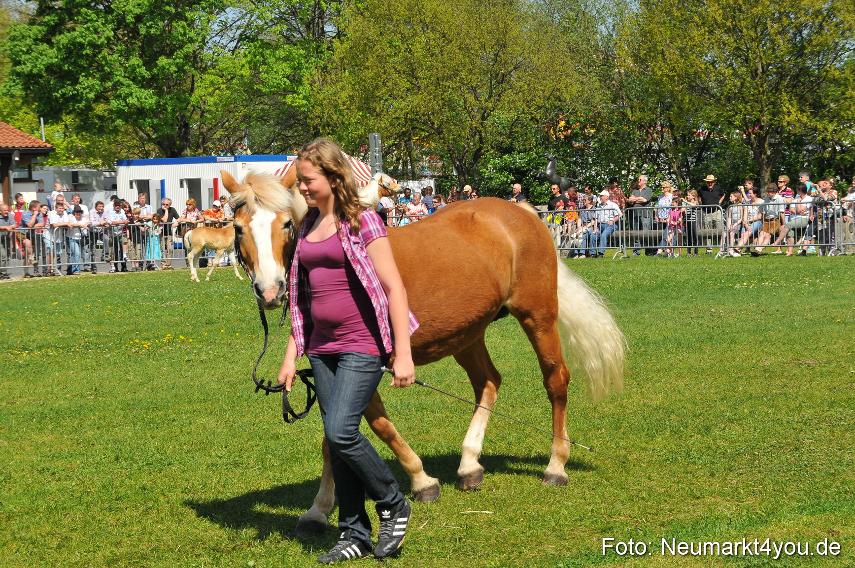 Nordbayerisches Haflingertreffen Neumarkt 010512 0150