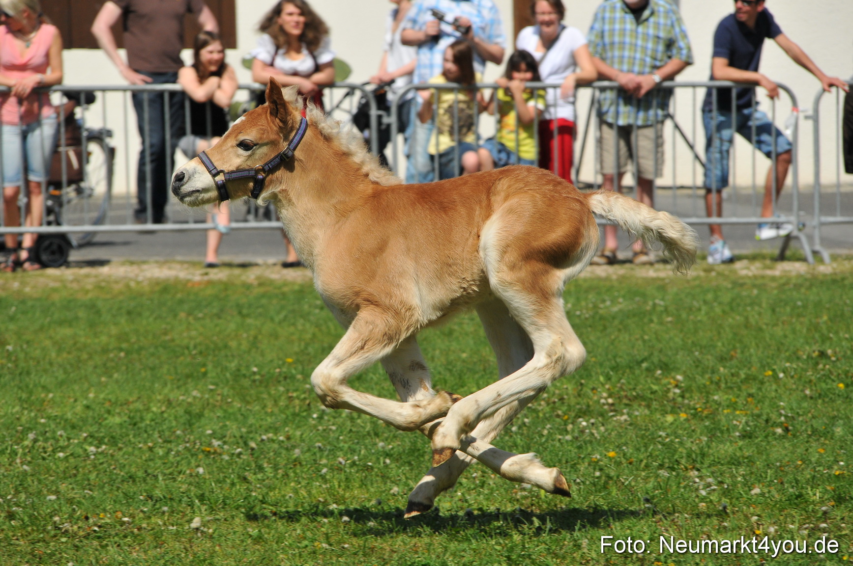Nordbayerisches Haflingertreffen Neumarkt 010512 0152