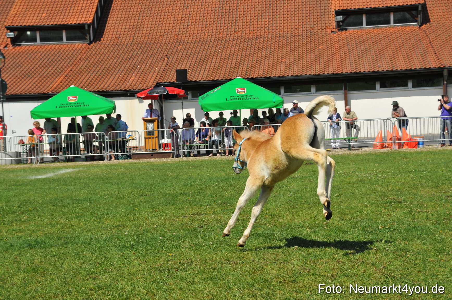 Nordbayerisches Haflingertreffen Neumarkt 010512 0153