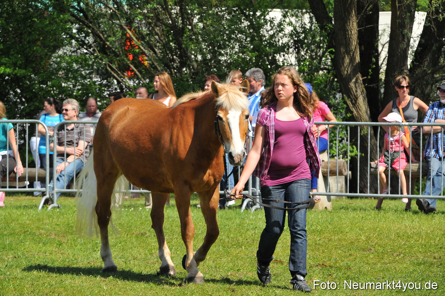 Nordbayerisches Haflingertreffen Neumarkt 010512 0154