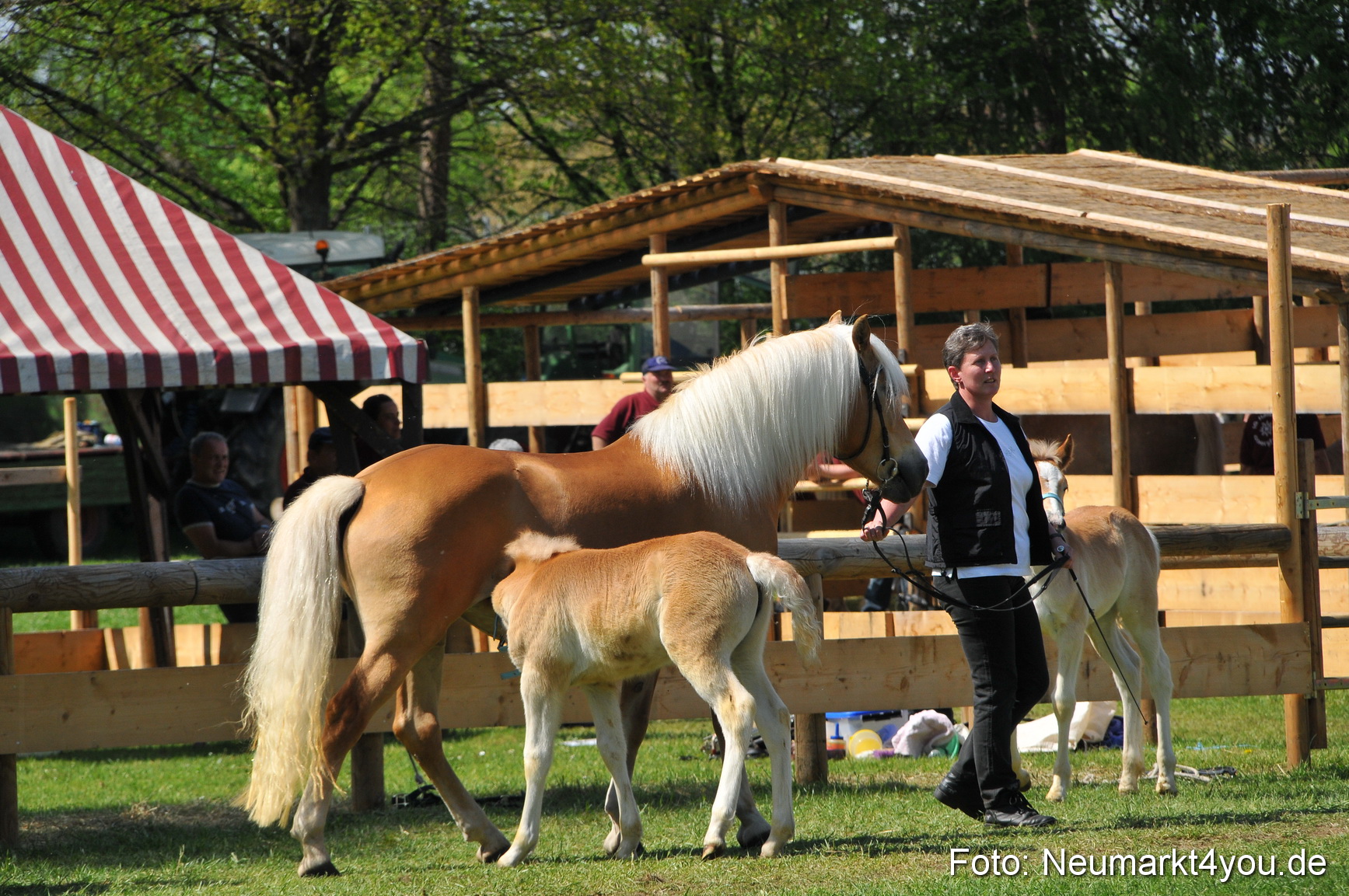 Nordbayerisches Haflingertreffen Neumarkt 010512 0156