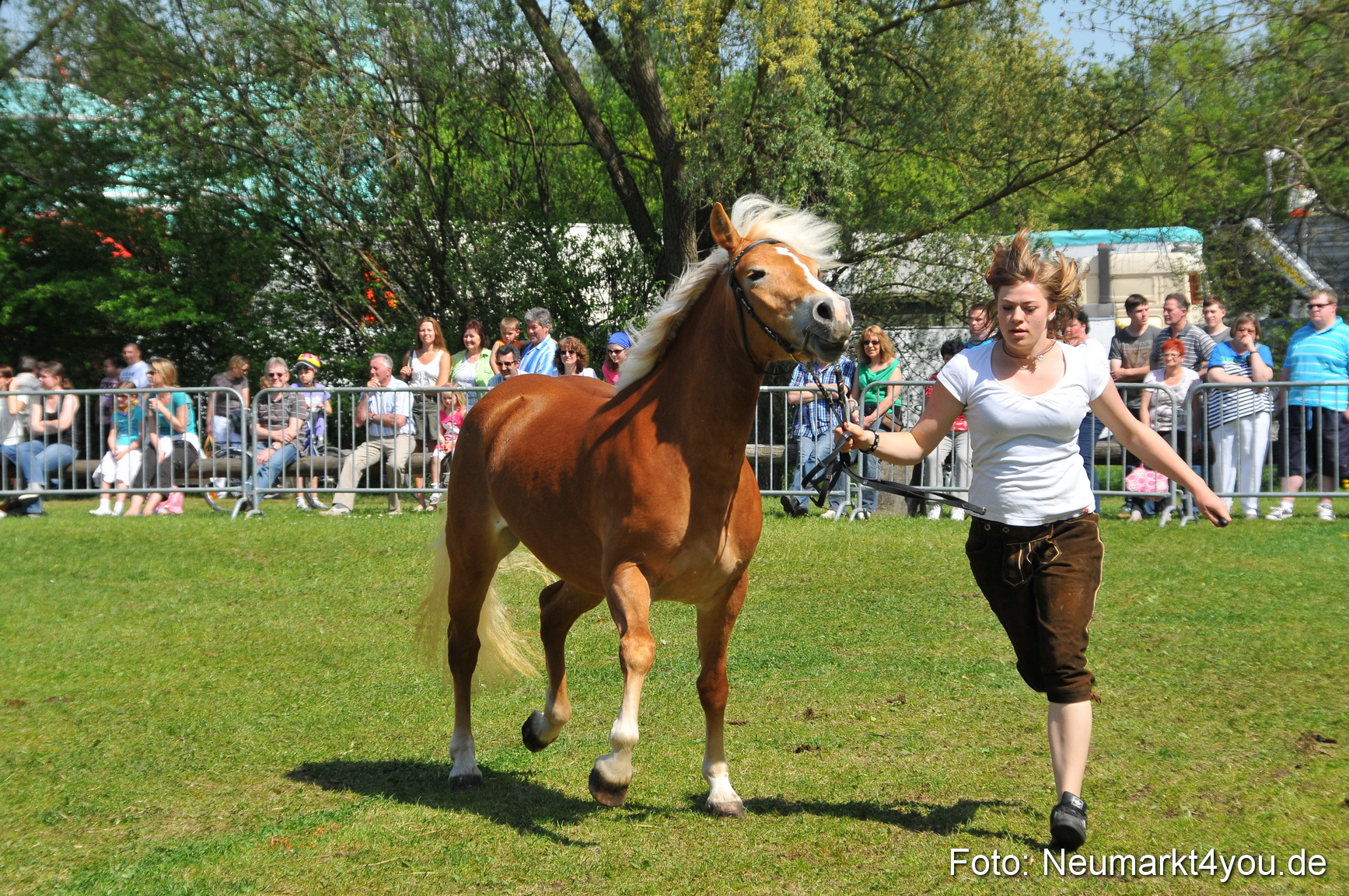 Nordbayerisches Haflingertreffen Neumarkt 010512 0157