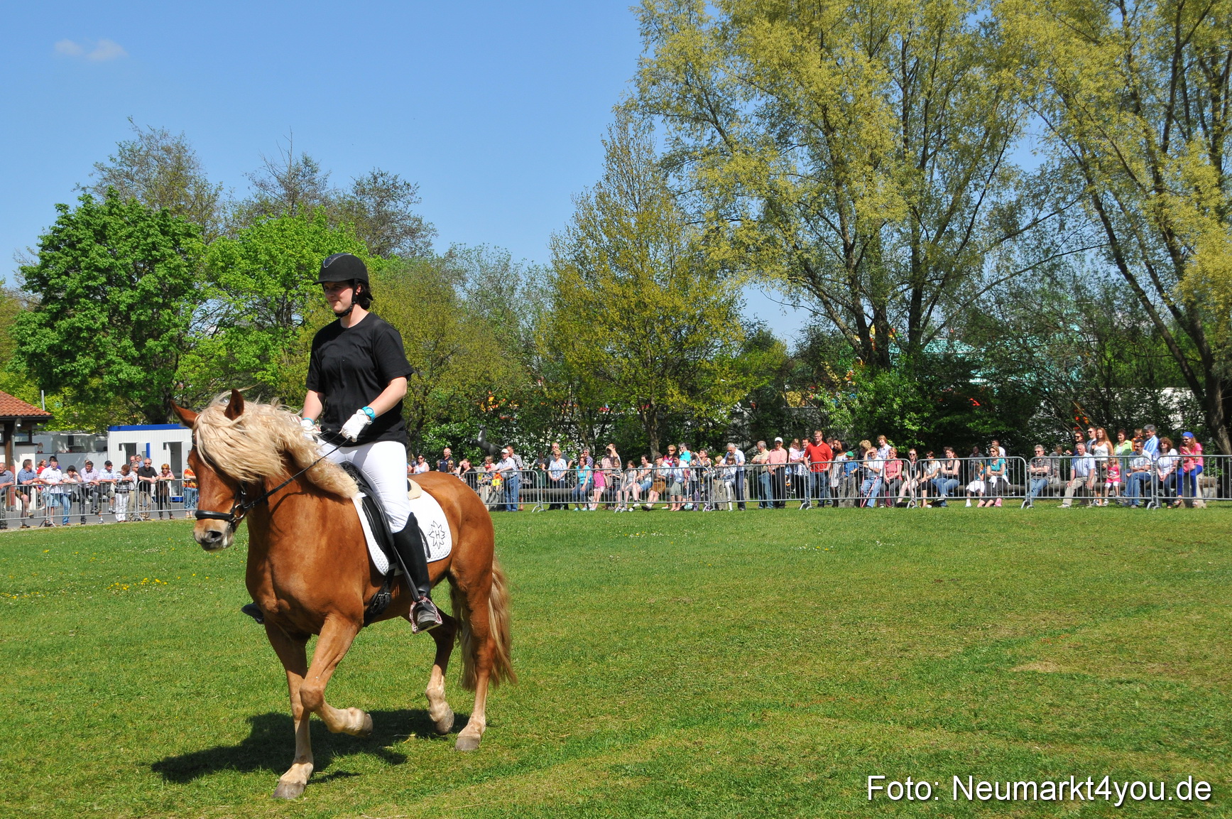 Nordbayerisches Haflingertreffen Neumarkt 010512 0159