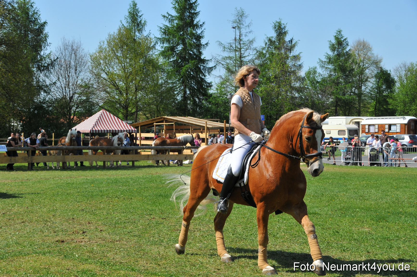 Nordbayerisches Haflingertreffen Neumarkt 010512 0161