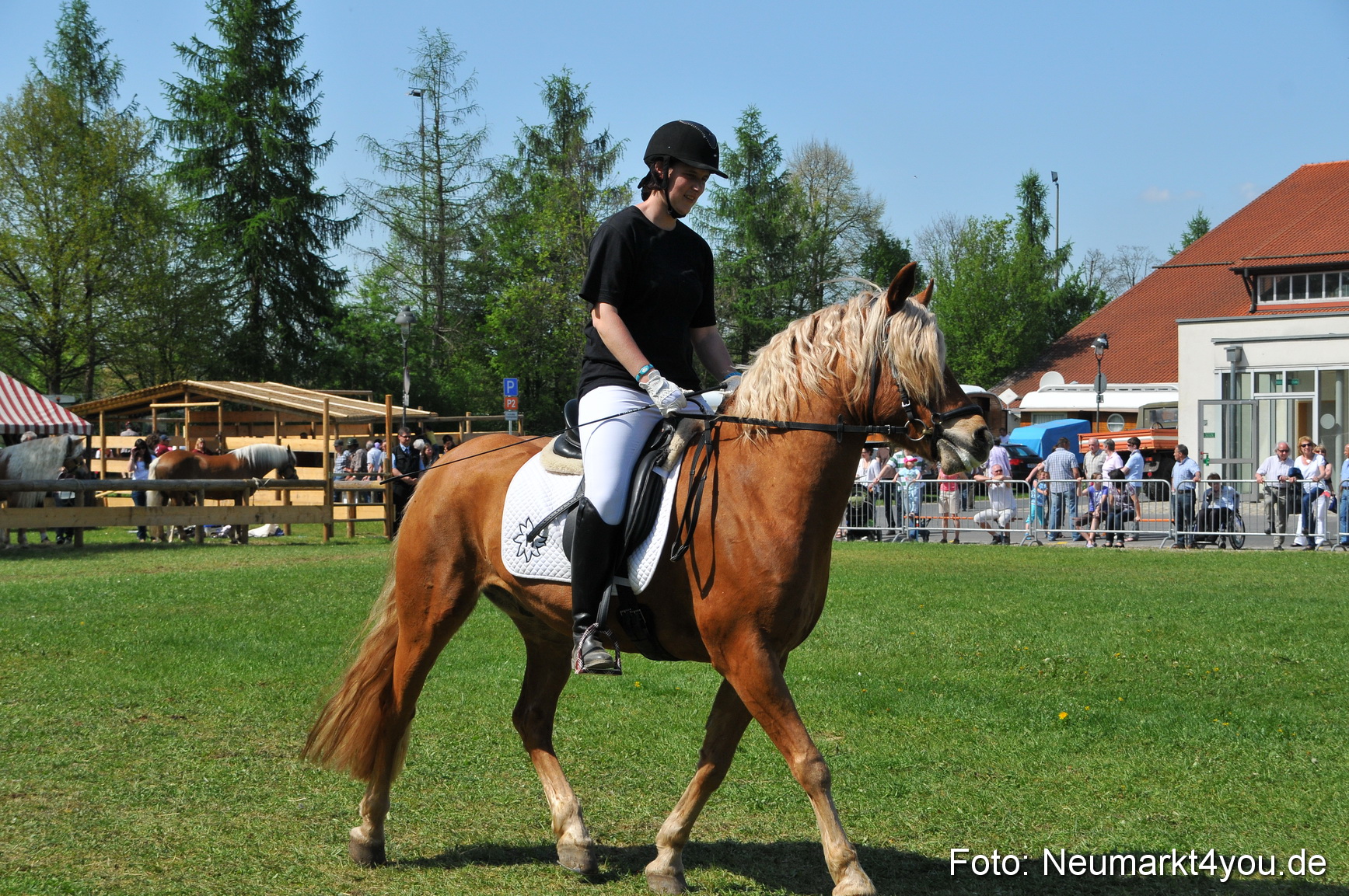 Nordbayerisches Haflingertreffen Neumarkt 010512 0162