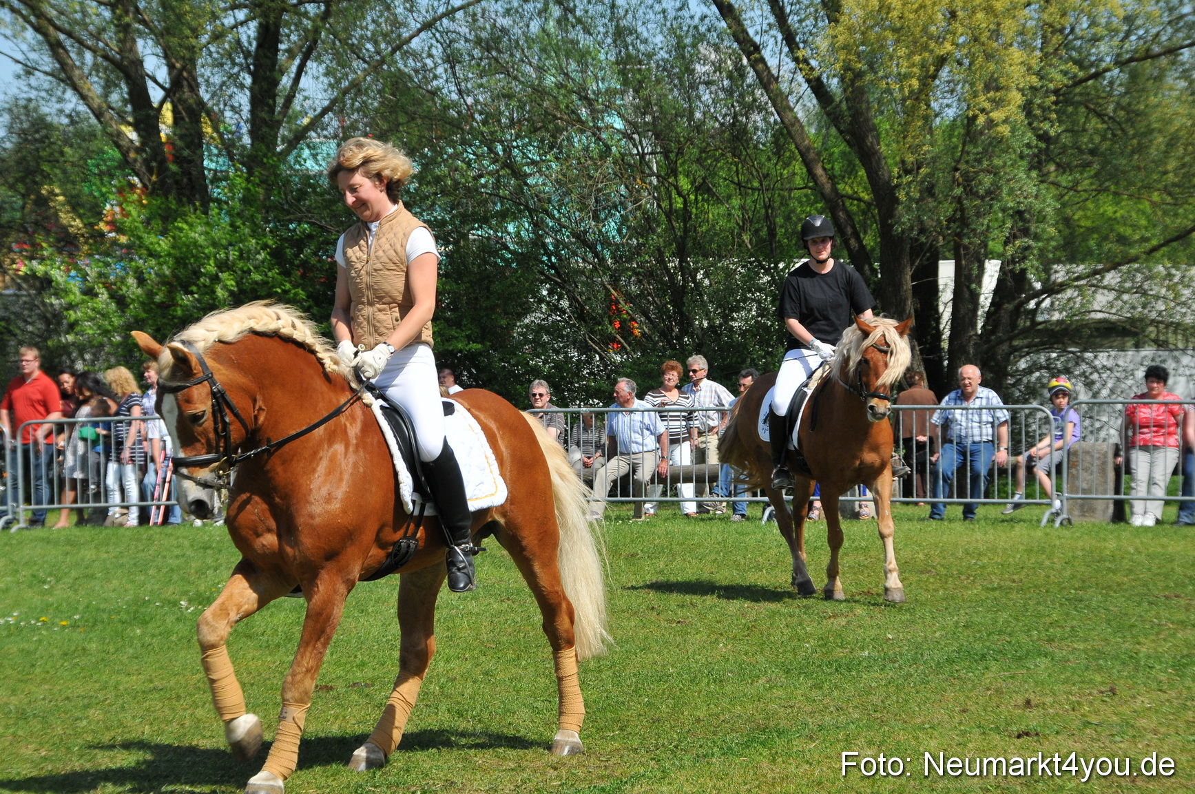Nordbayerisches Haflingertreffen Neumarkt 010512 0163