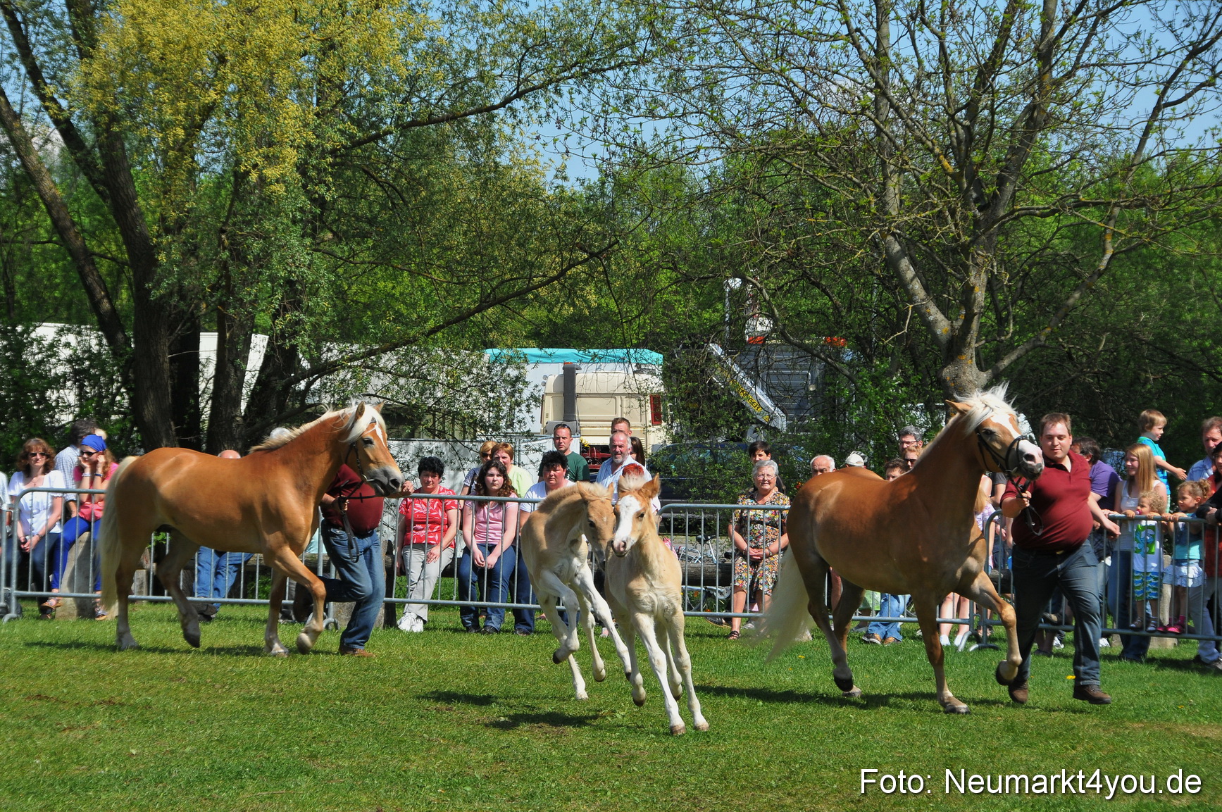 Nordbayerisches Haflingertreffen Neumarkt 010512 0164