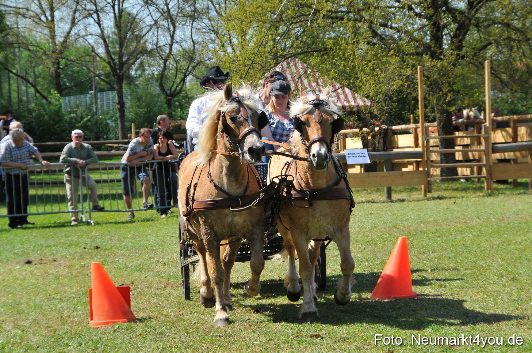 Nordbayerisches Haflingertreffen Neumarkt 010512 0167