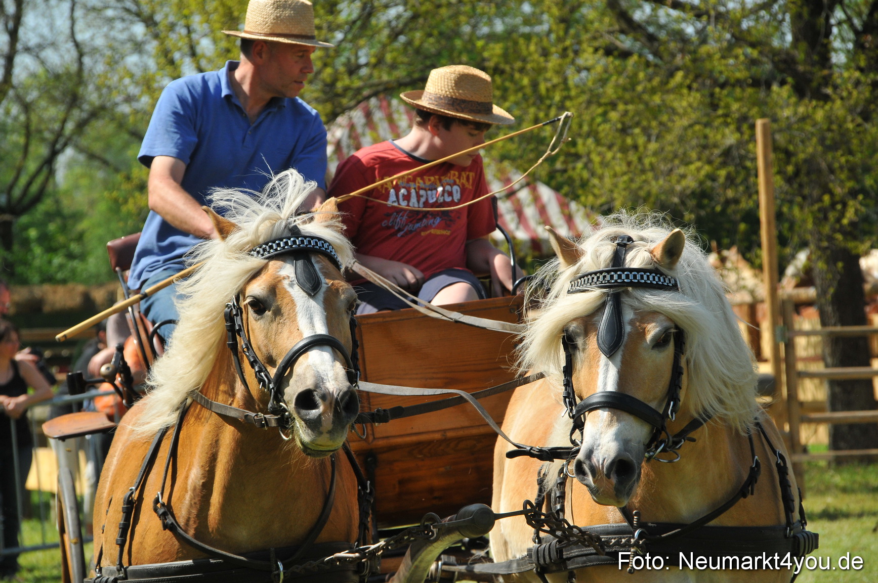 Nordbayerisches Haflingertreffen Neumarkt 010512 0171