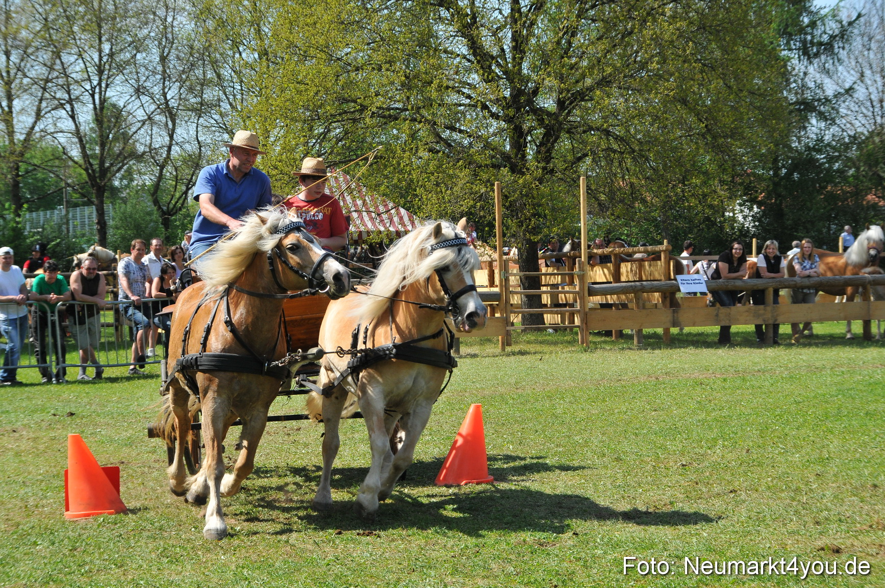 Nordbayerisches Haflingertreffen Neumarkt 010512 0179