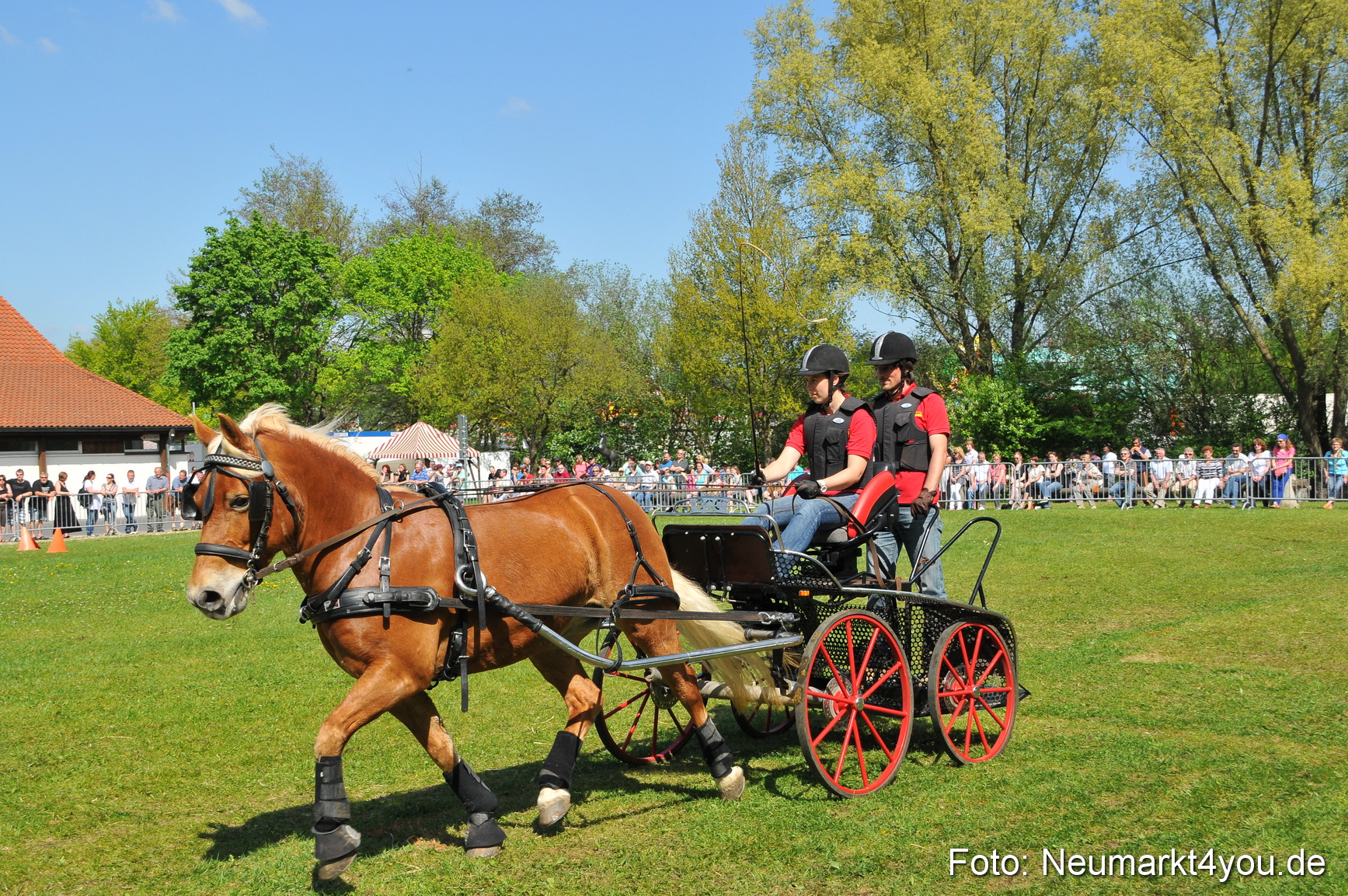 Nordbayerisches Haflingertreffen Neumarkt 010512 0181