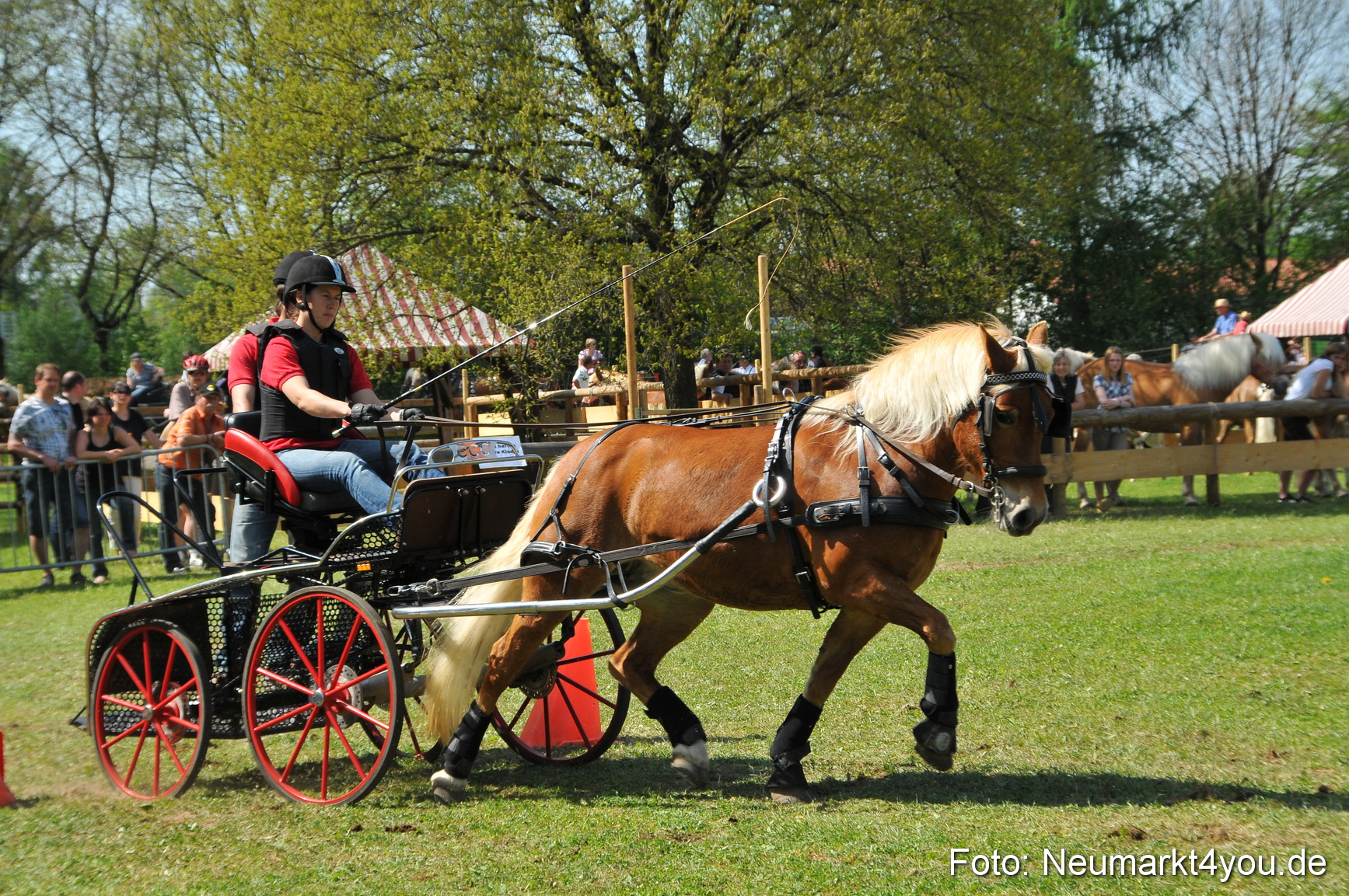Nordbayerisches Haflingertreffen Neumarkt 010512 0182