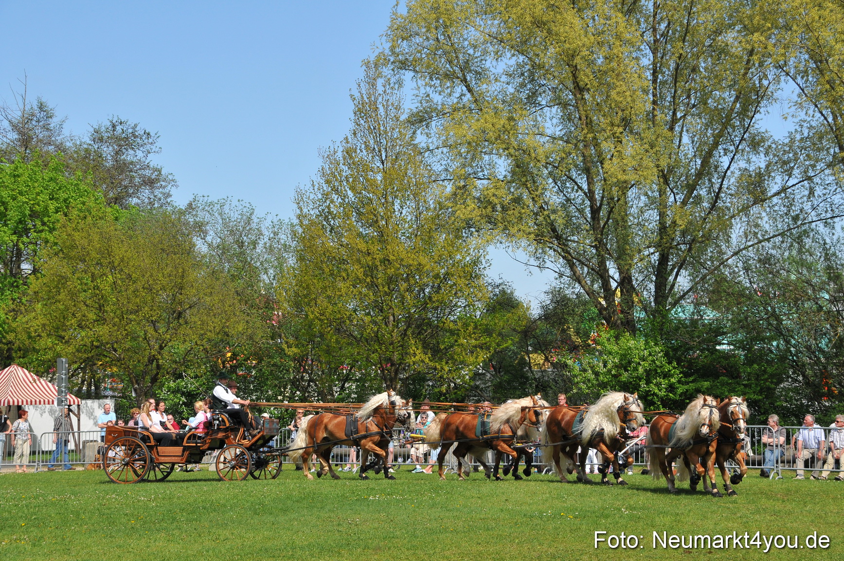 Nordbayerisches Haflingertreffen Neumarkt 010512 0184