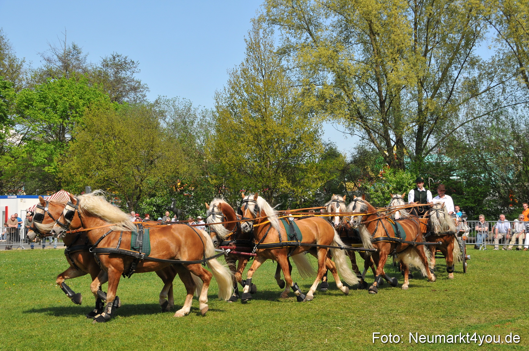 Nordbayerisches Haflingertreffen Neumarkt 010512 0185