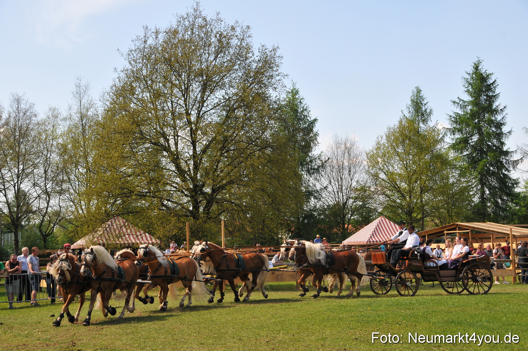 Nordbayerisches Haflingertreffen Neumarkt 010512 0187