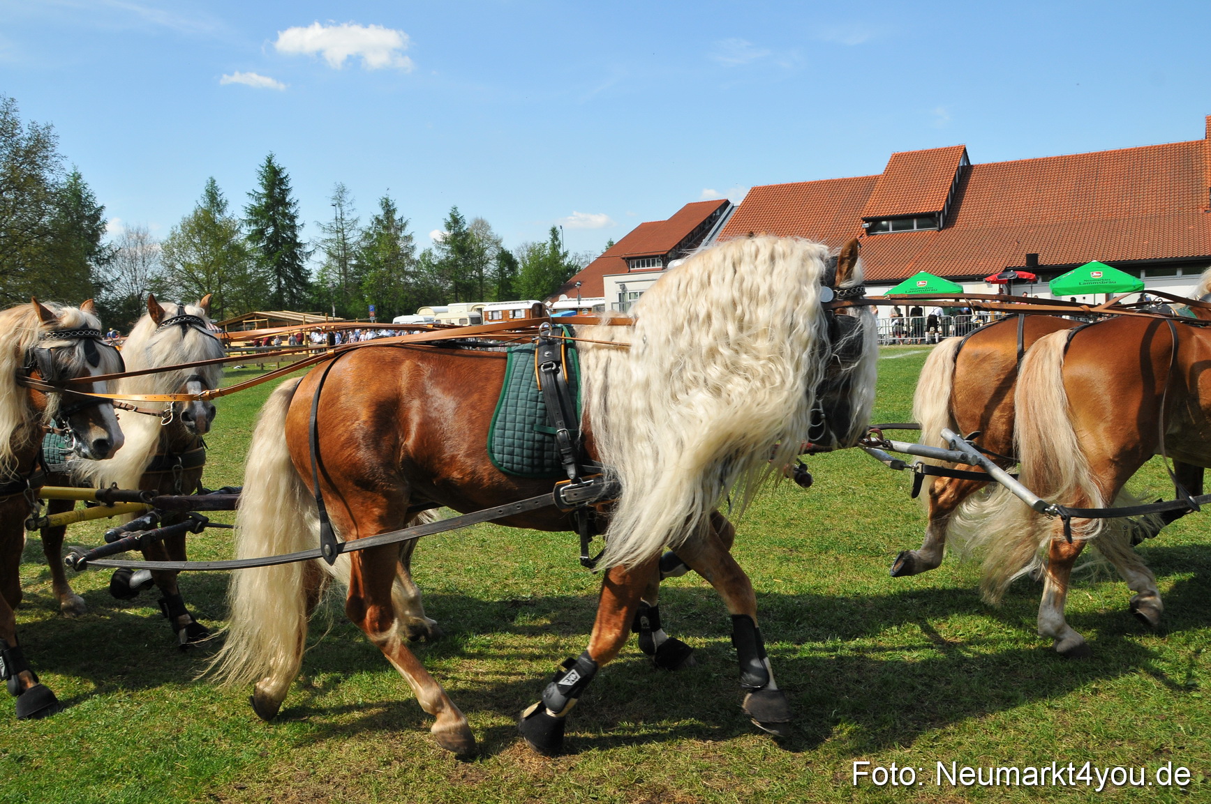 Nordbayerisches Haflingertreffen Neumarkt 010512 0188