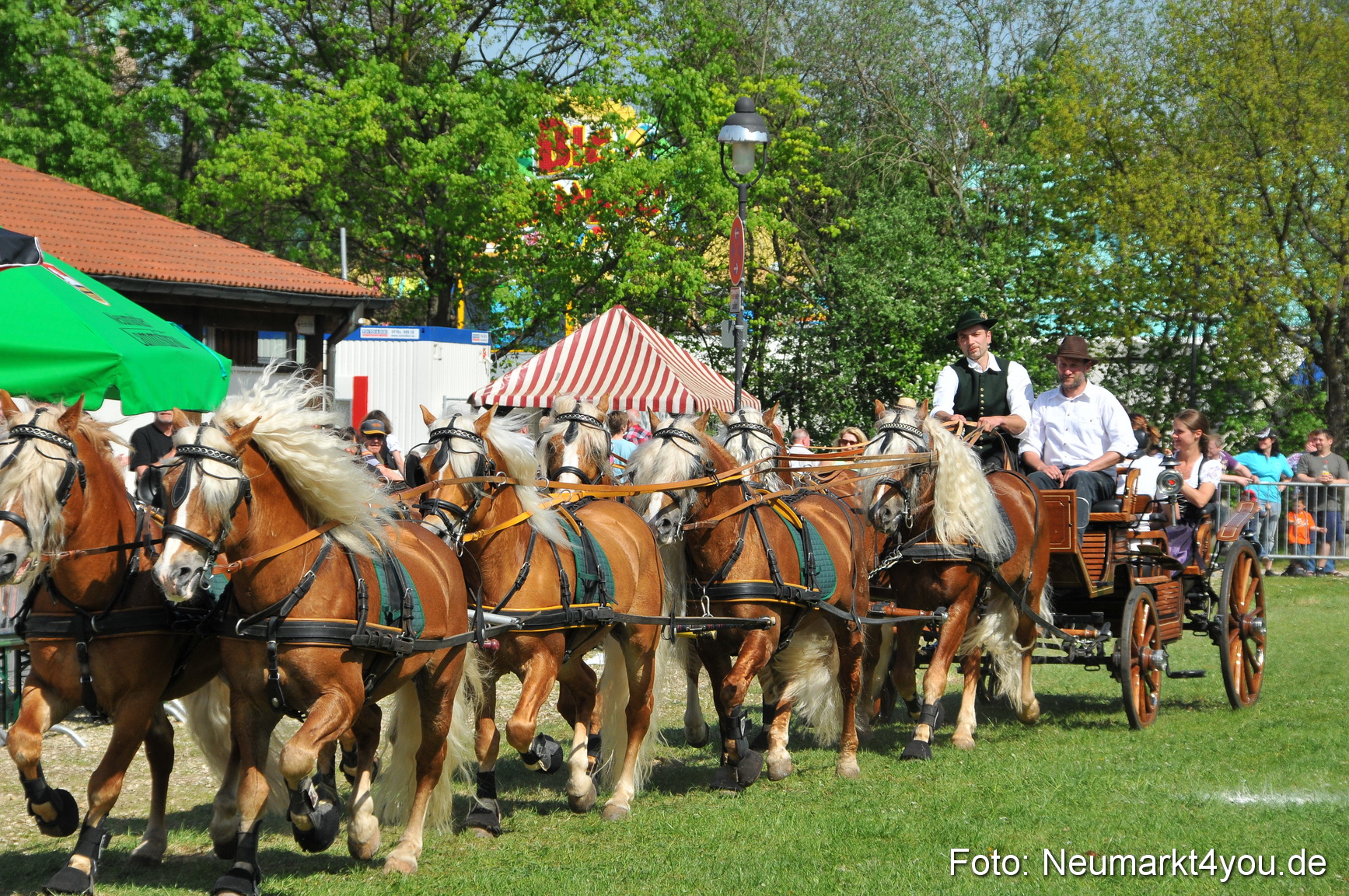 Nordbayerisches Haflingertreffen Neumarkt 010512 0197