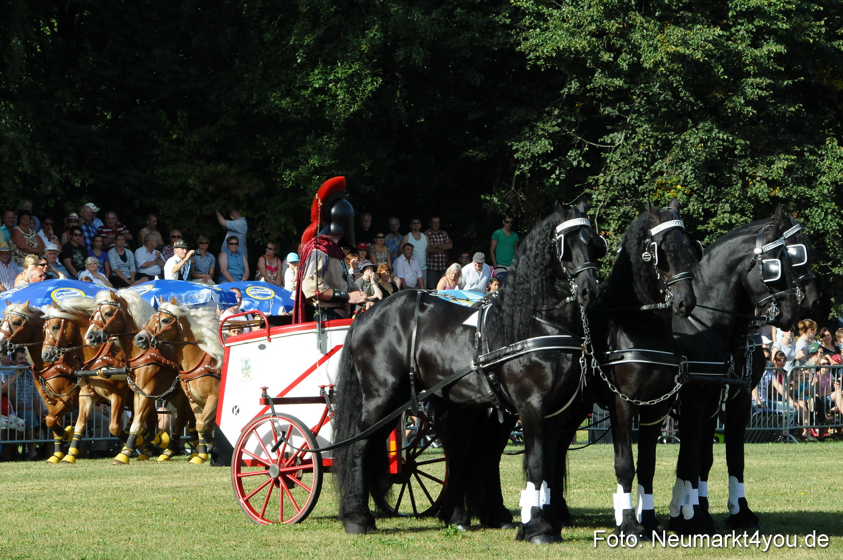 Pferde Fohlenschau 200812 0025