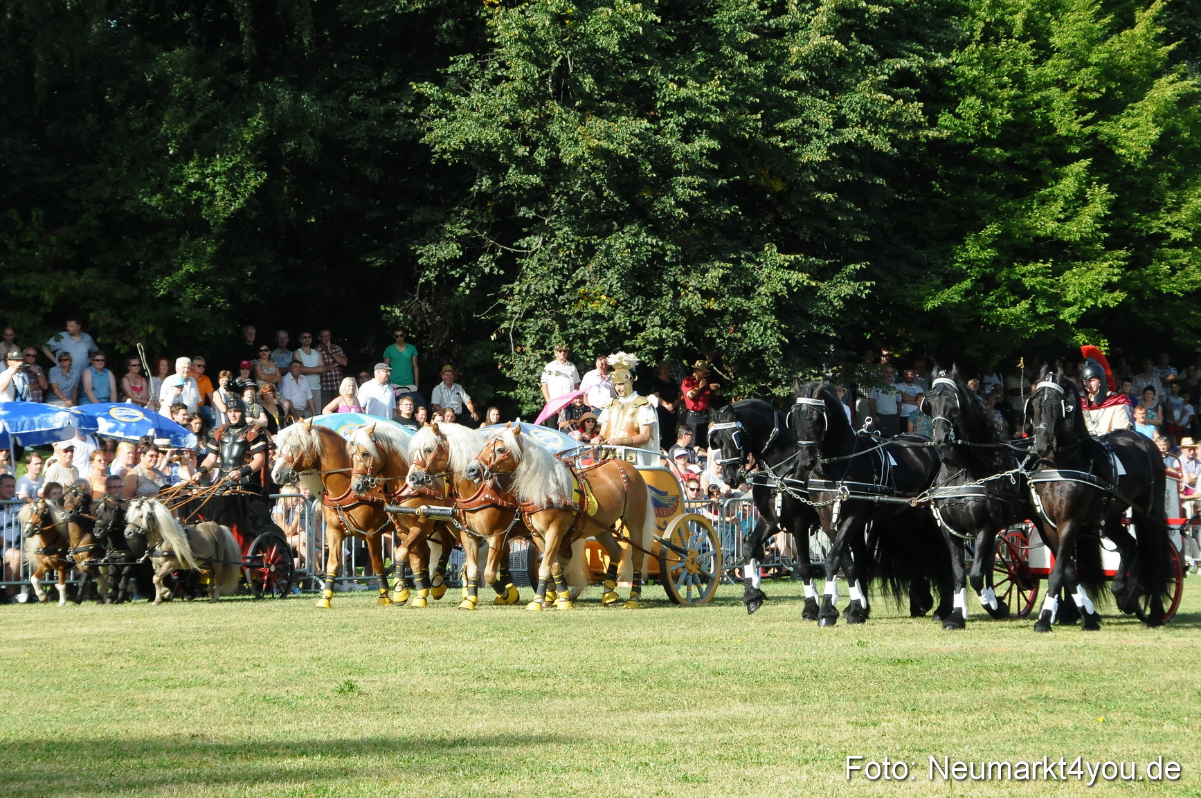 Pferde Fohlenschau 200812 0030