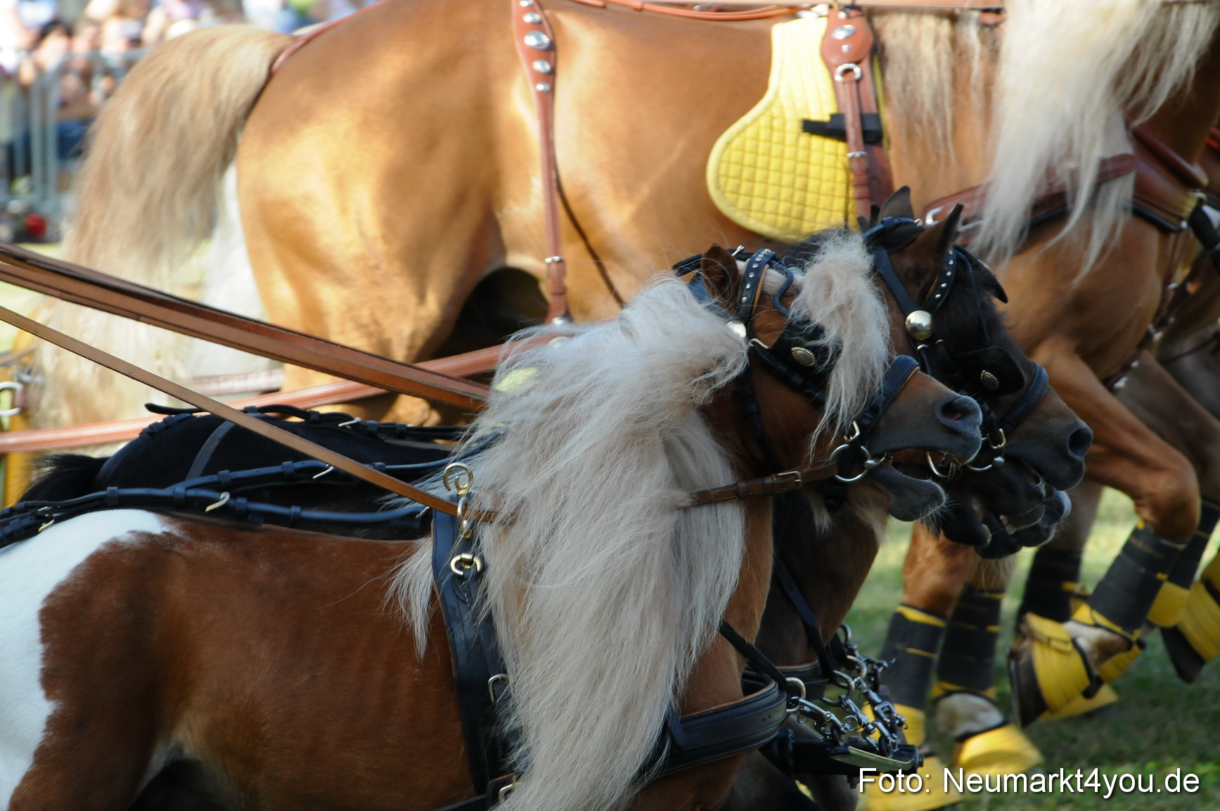 Pferde Fohlenschau 200812 0032